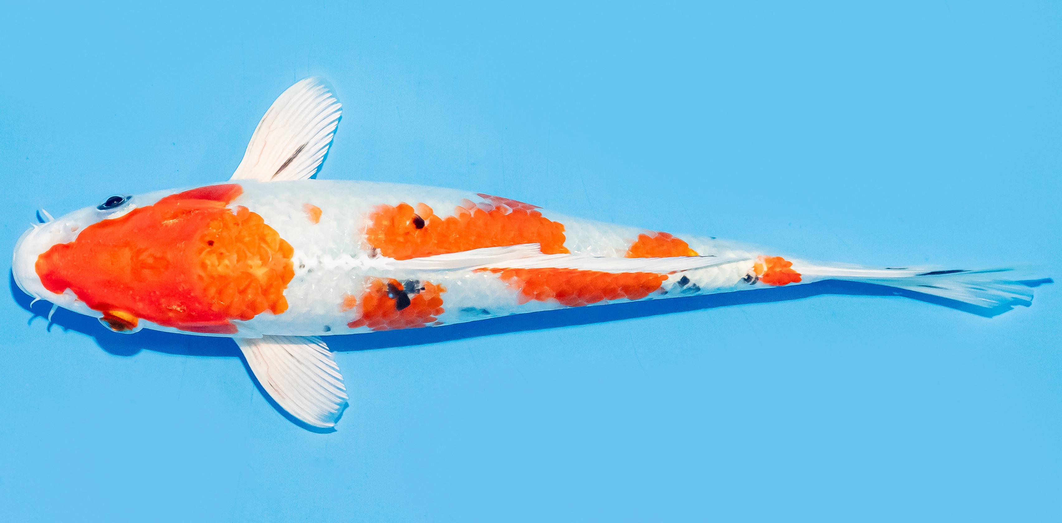 Koi 20-25cm Nr. 6613