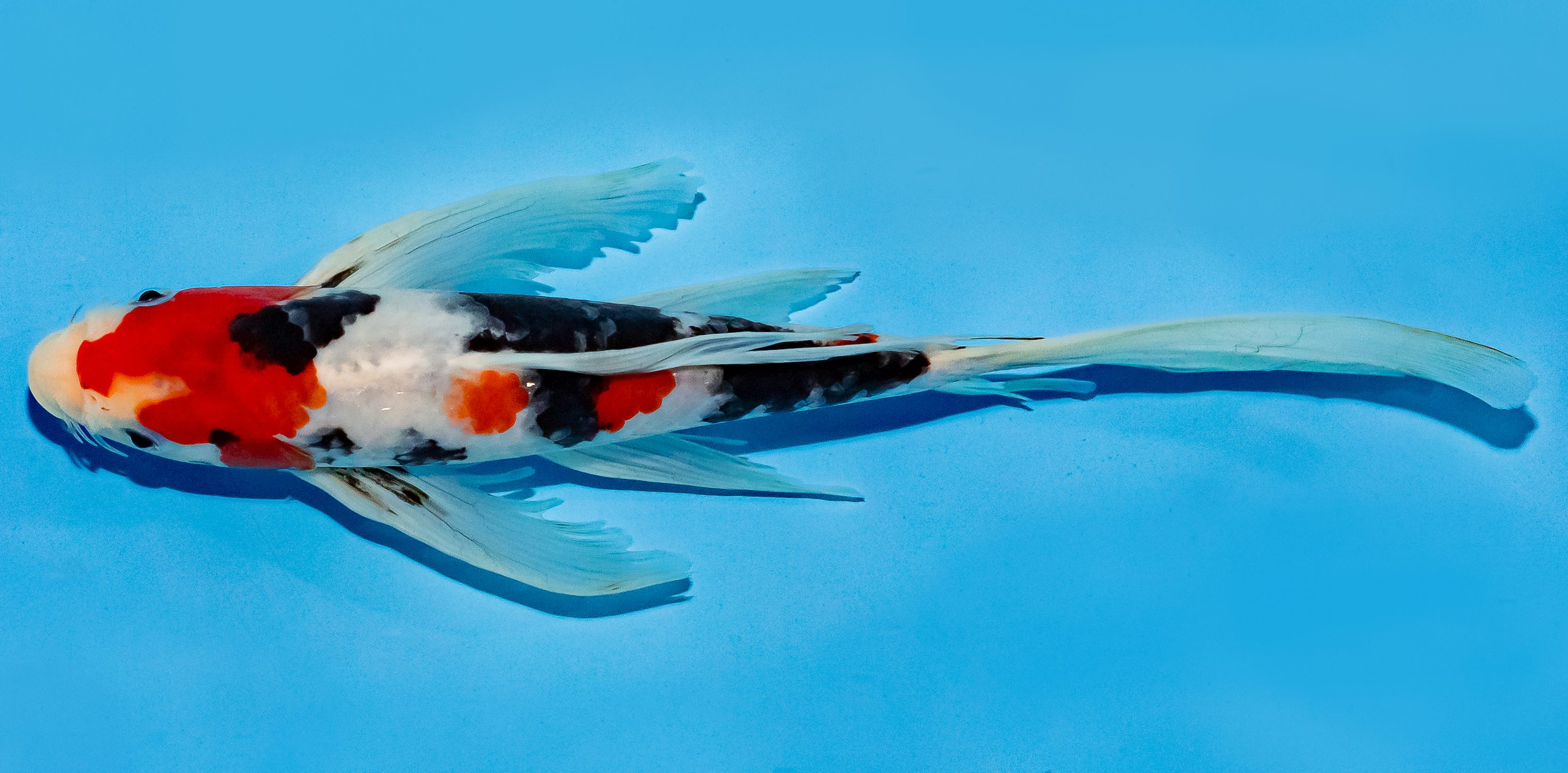 Butterfly Koi 25-30cm Nr. 5609