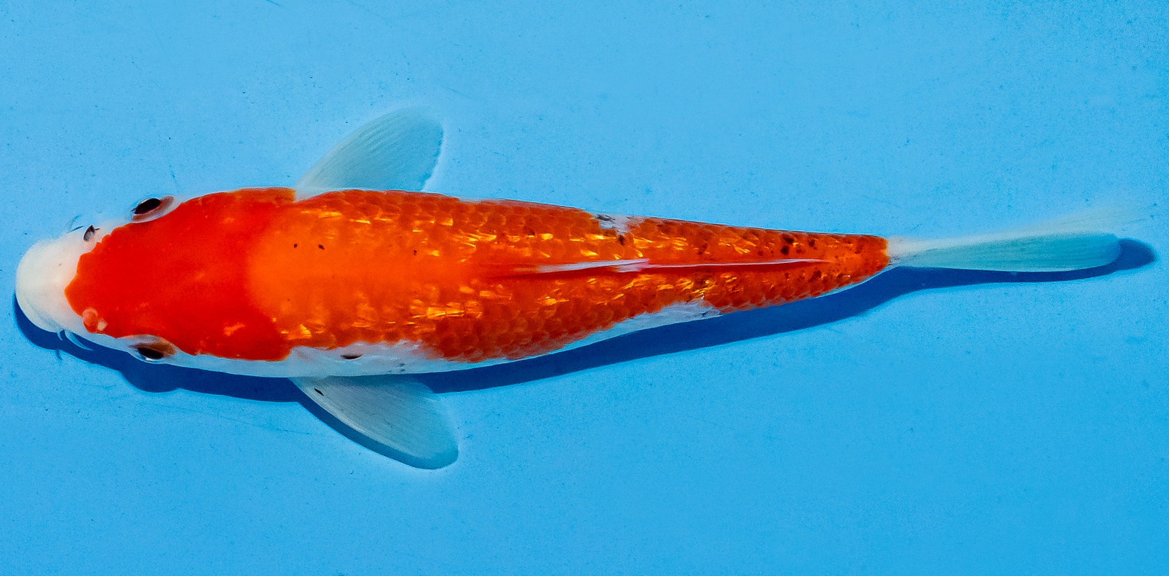 Koi 14-17cm Nr. 6132
