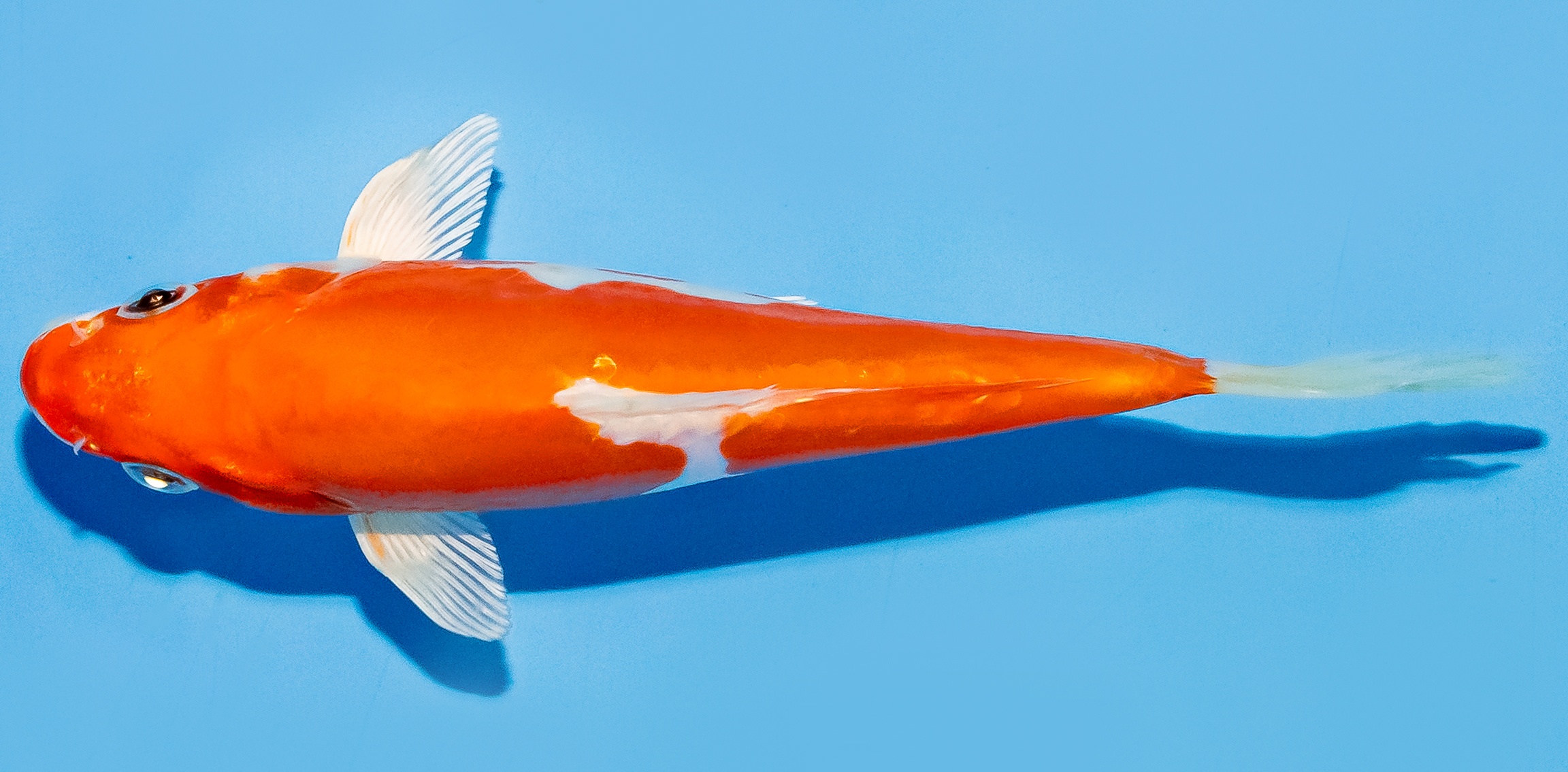 Koi 14-17cm Nr. 8128
