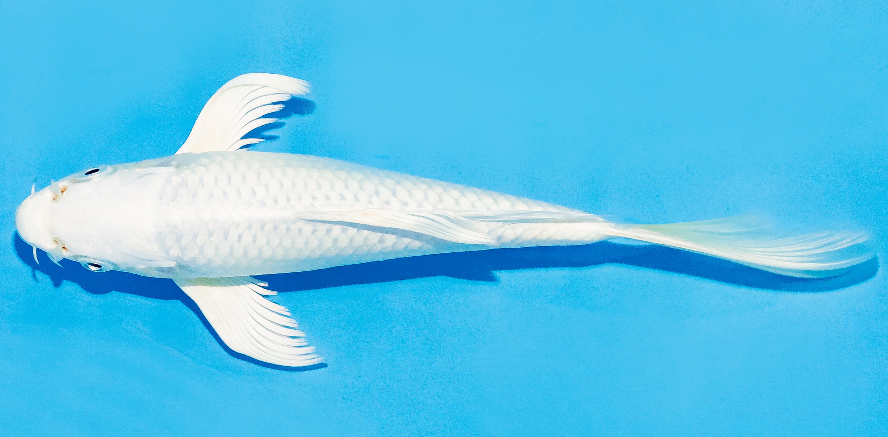 Butterfly Koi 20-25cm Nr. 7302
