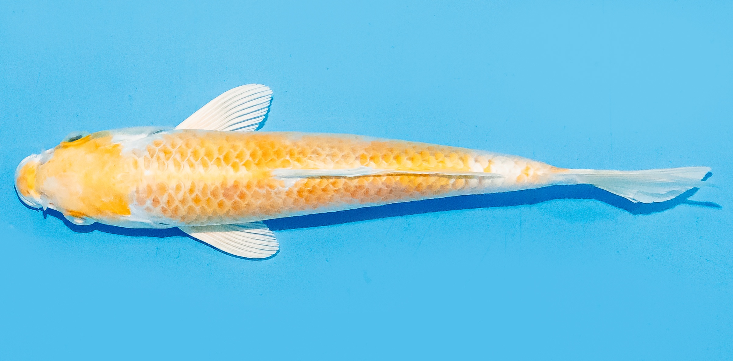 Koi 14-17cm Nr. 8032