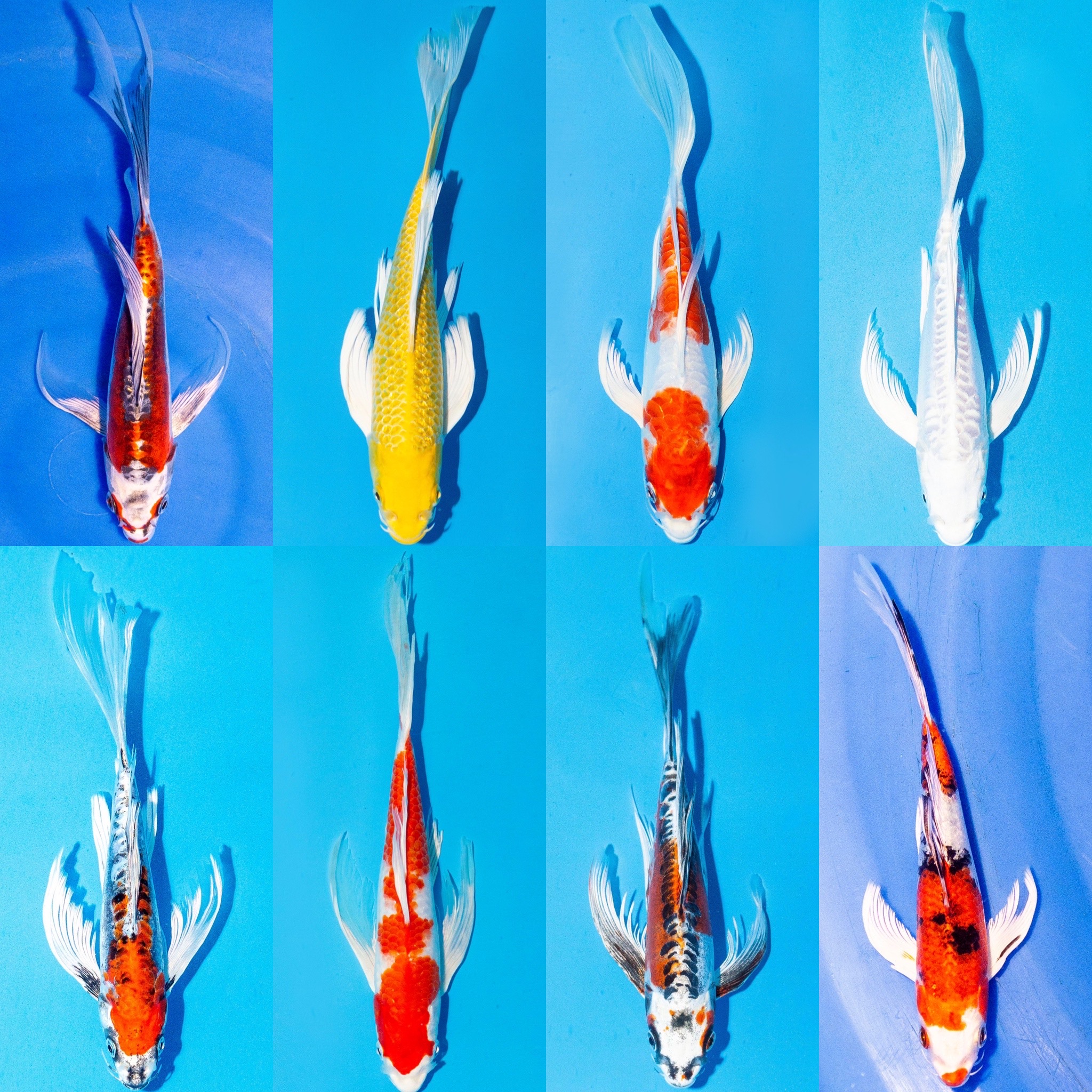 5x Butterfly Koi Metallic 11-14cm "frachtfrei"
