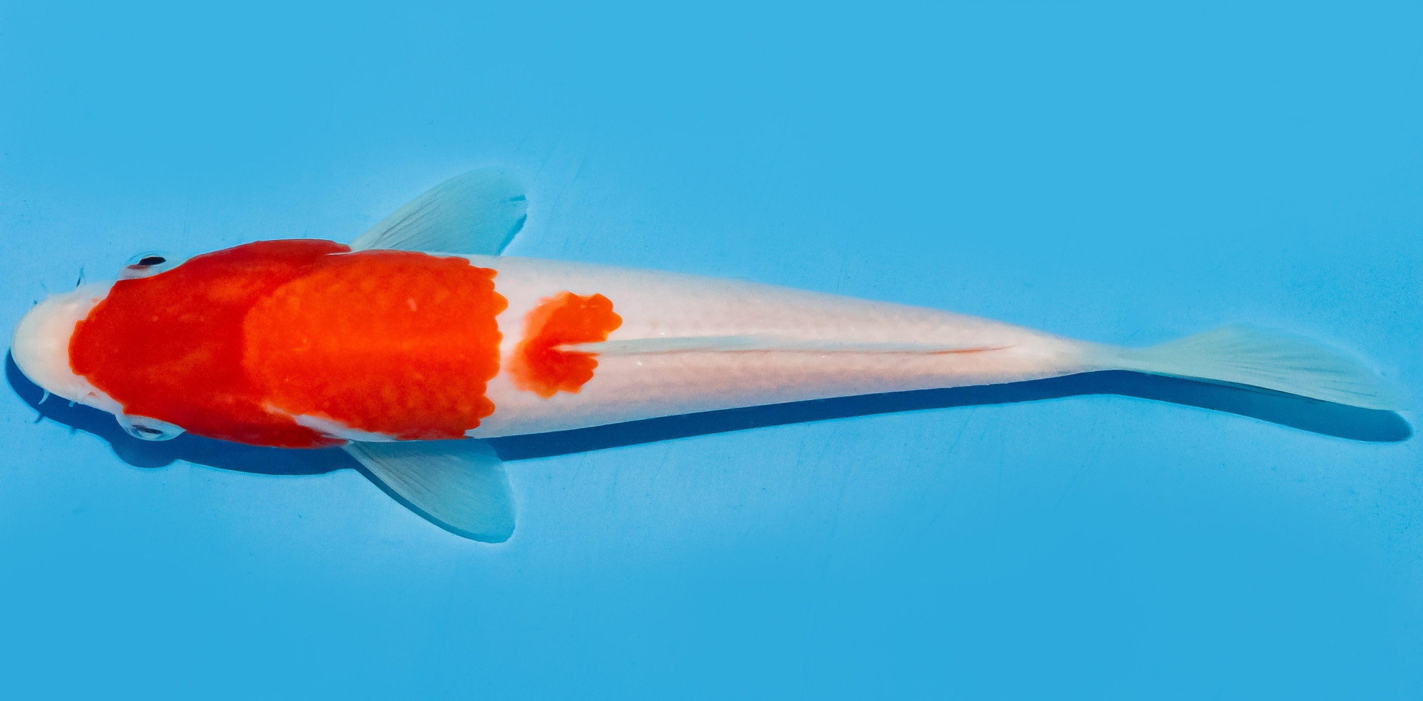 Koi 20-25cm Nr. 8619