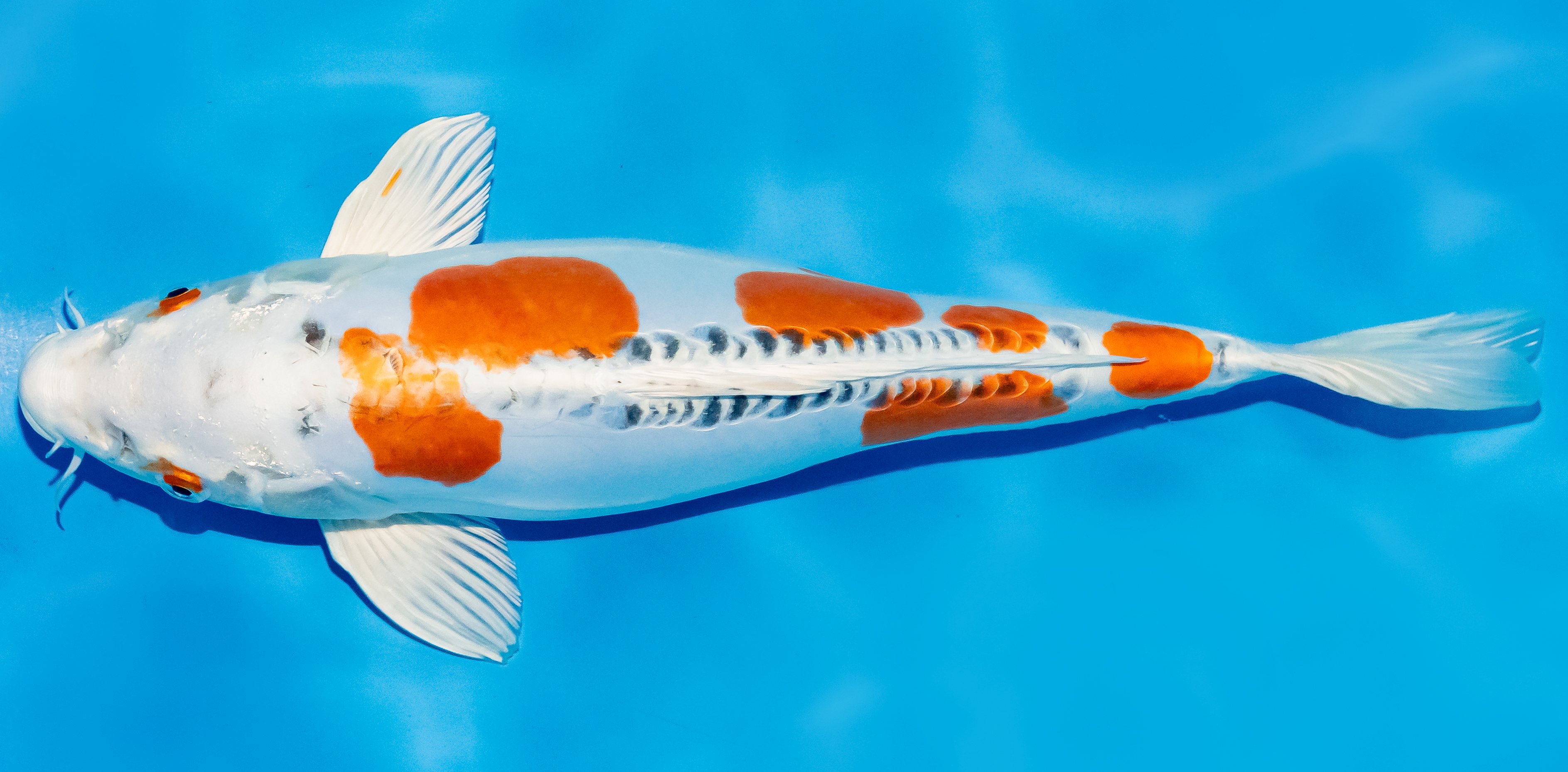 Koi 30-35cm Nr. 6326
