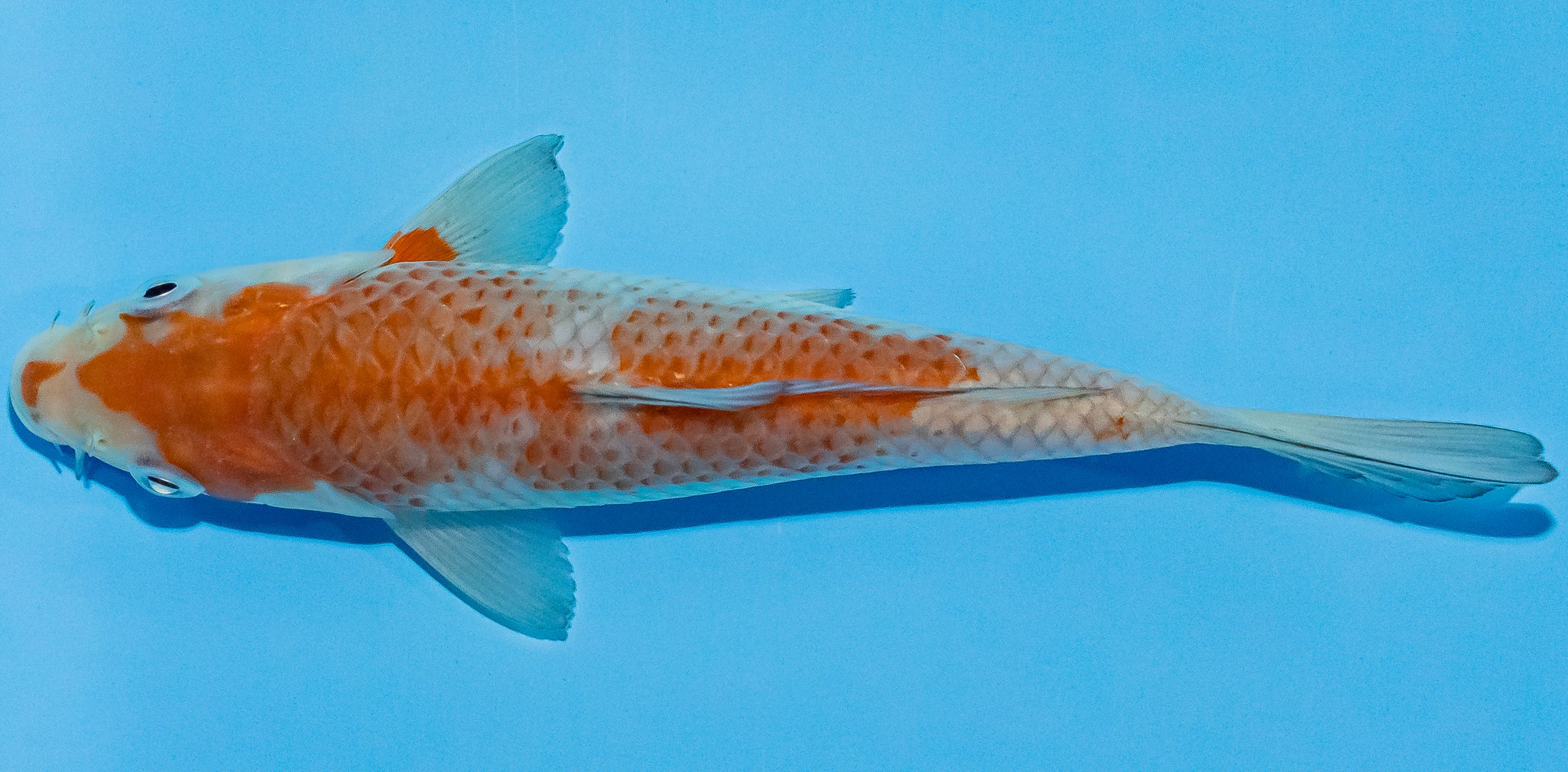 Koi 14-17cm Nr. 2706