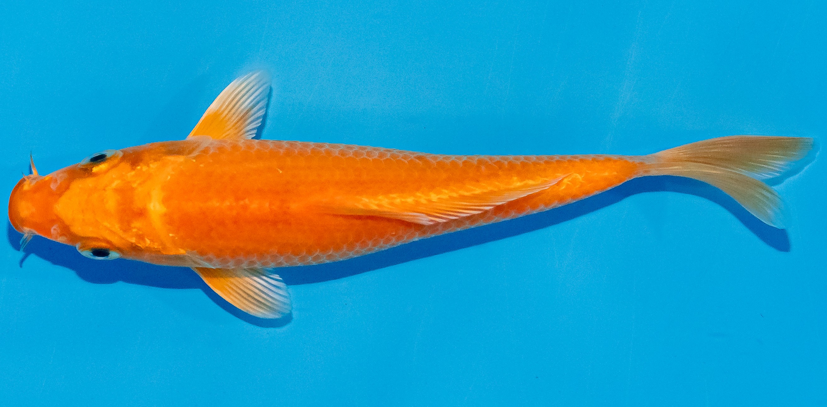 Koi 14-17cm Nr. 3618