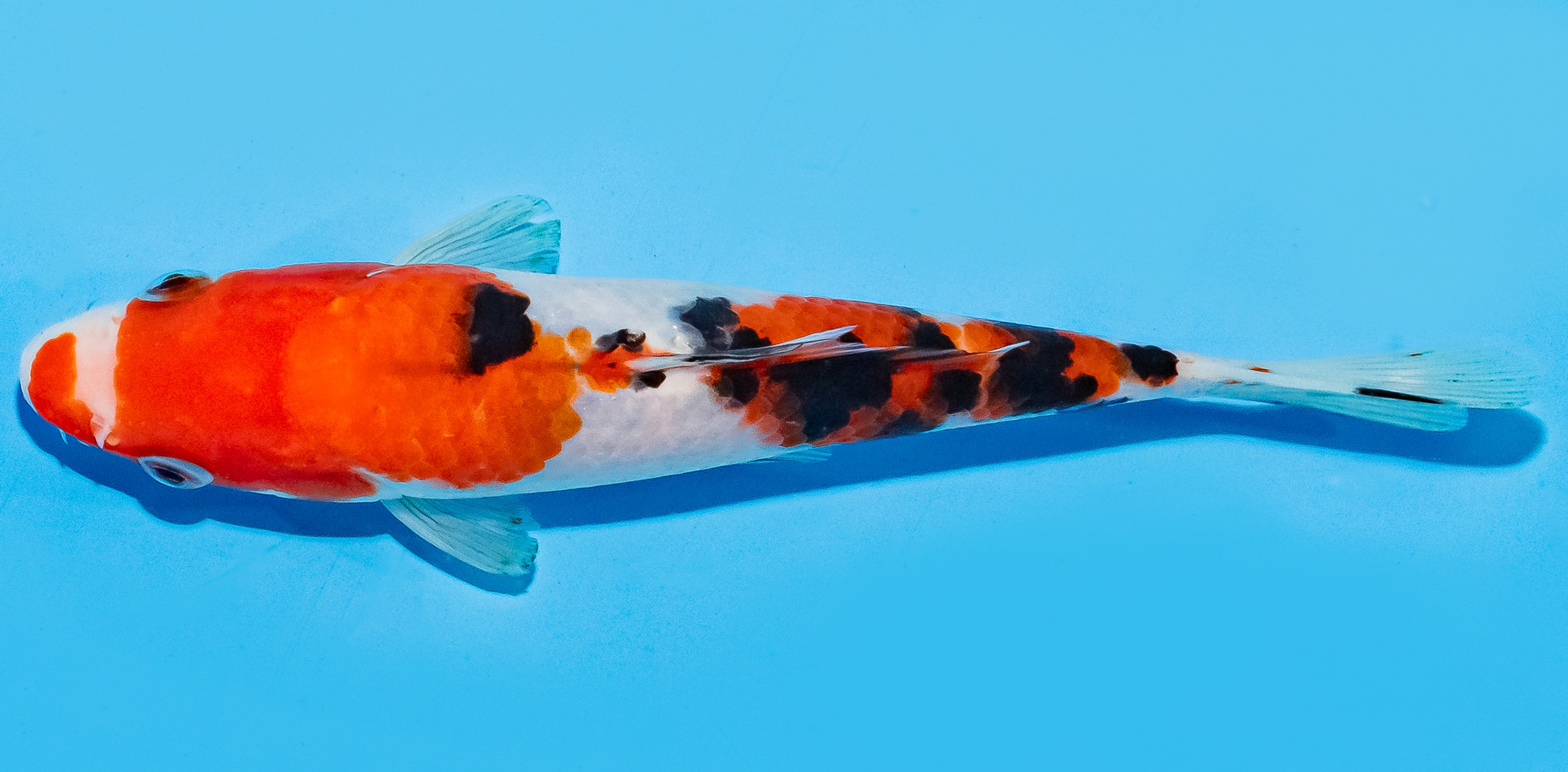 Koi 17-20cm Nr. 8814