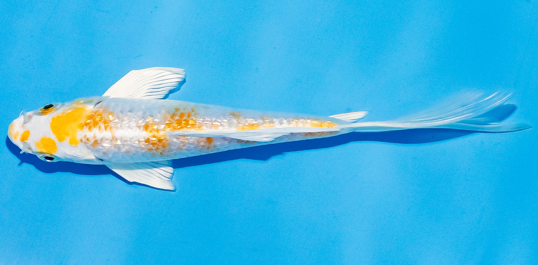 Butterfly Koi 14-17cm Nr. 5717