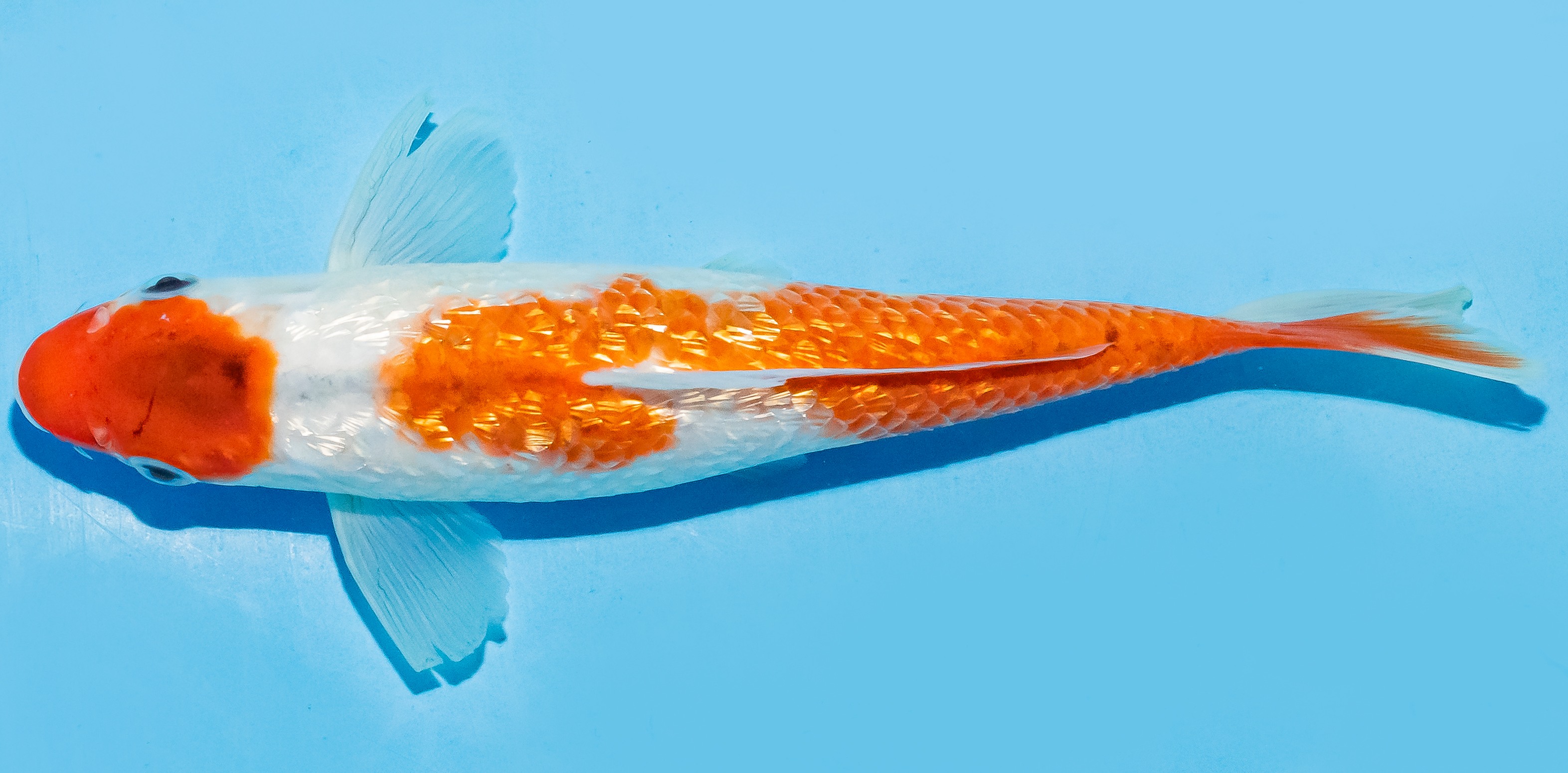 Koi 20-25cm Nr. 6605