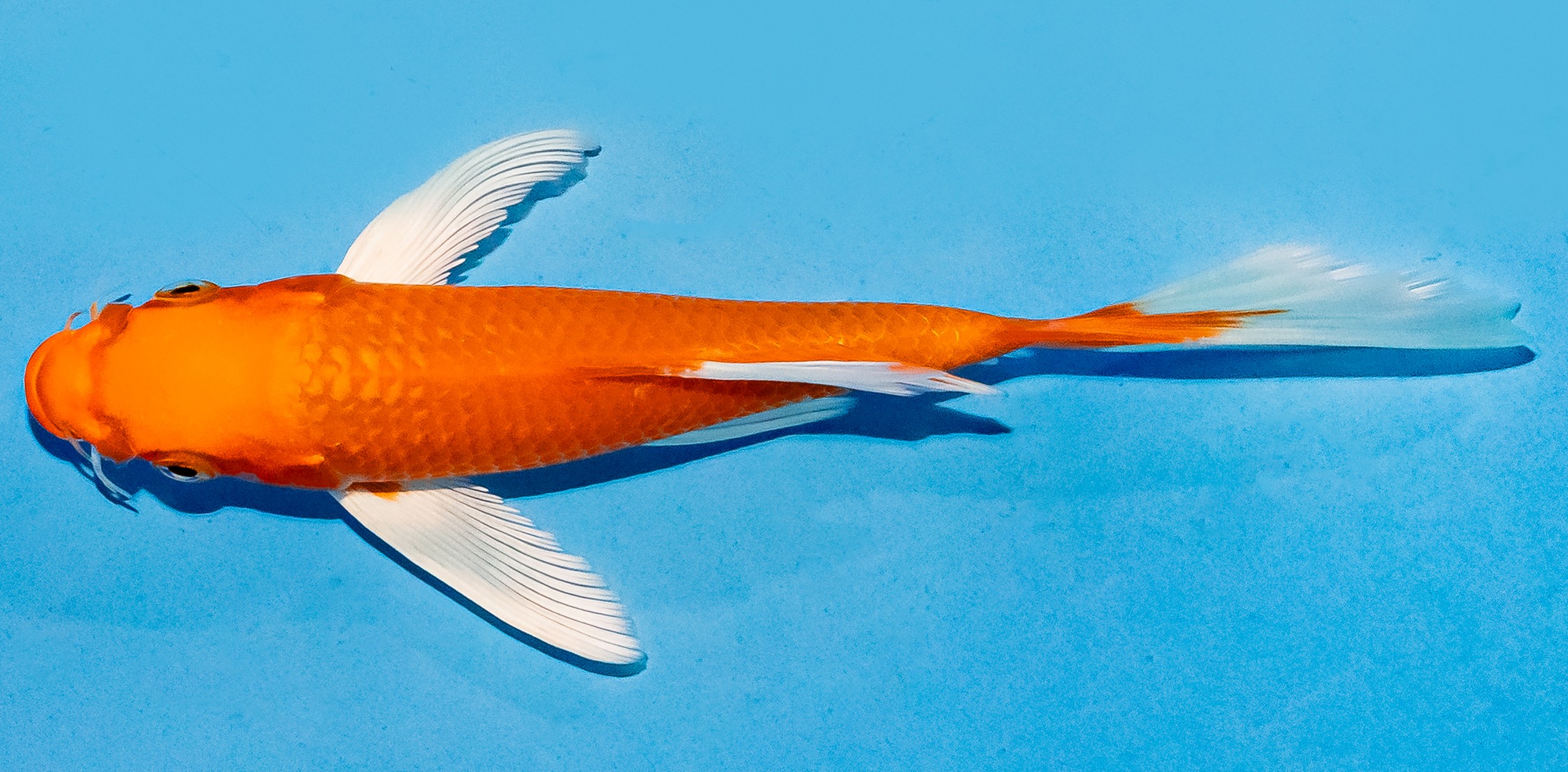 Butterfly Koi 17-20cm Nr. 5913