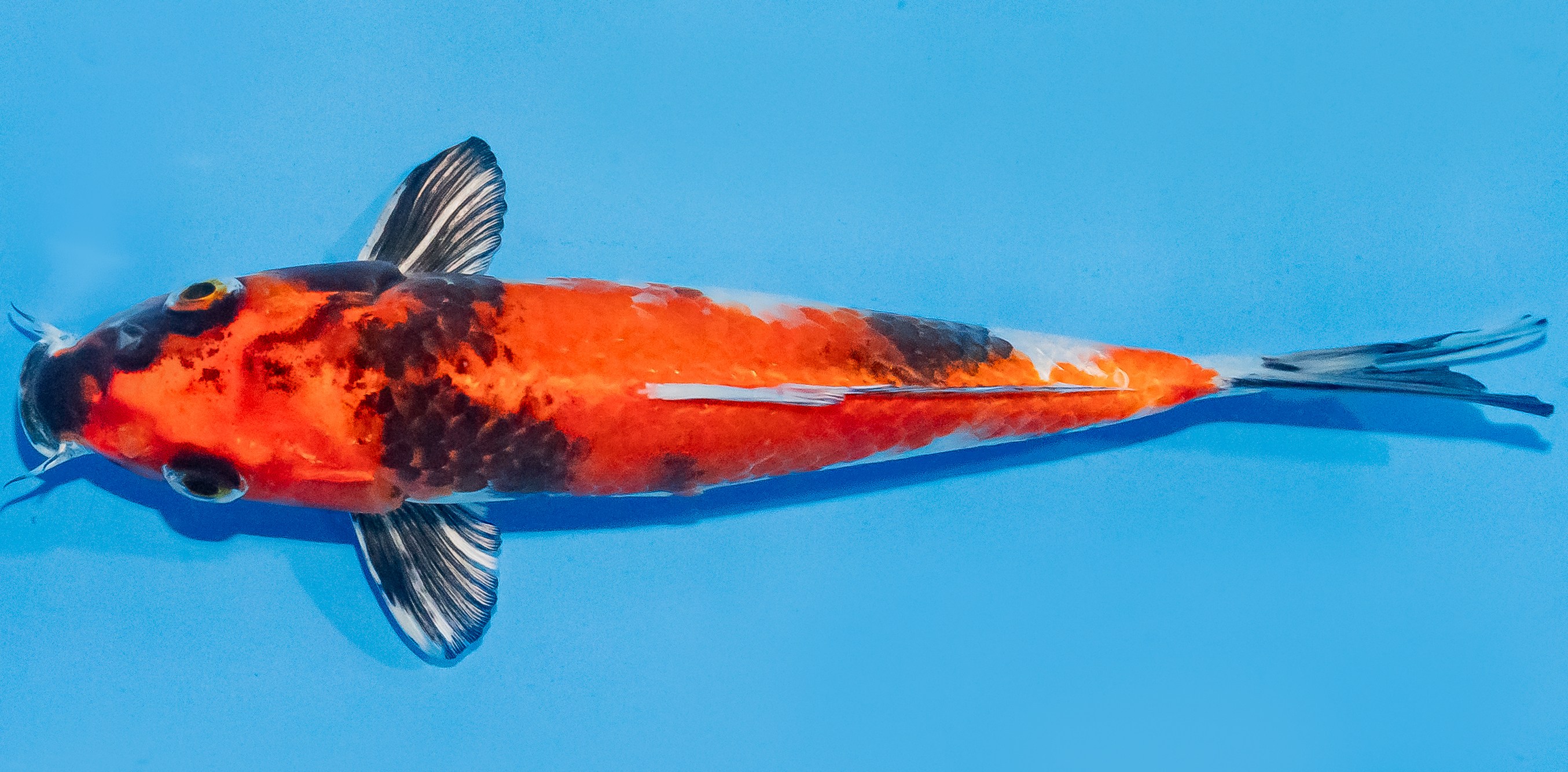 Koi 20-25cm Nr. 1845