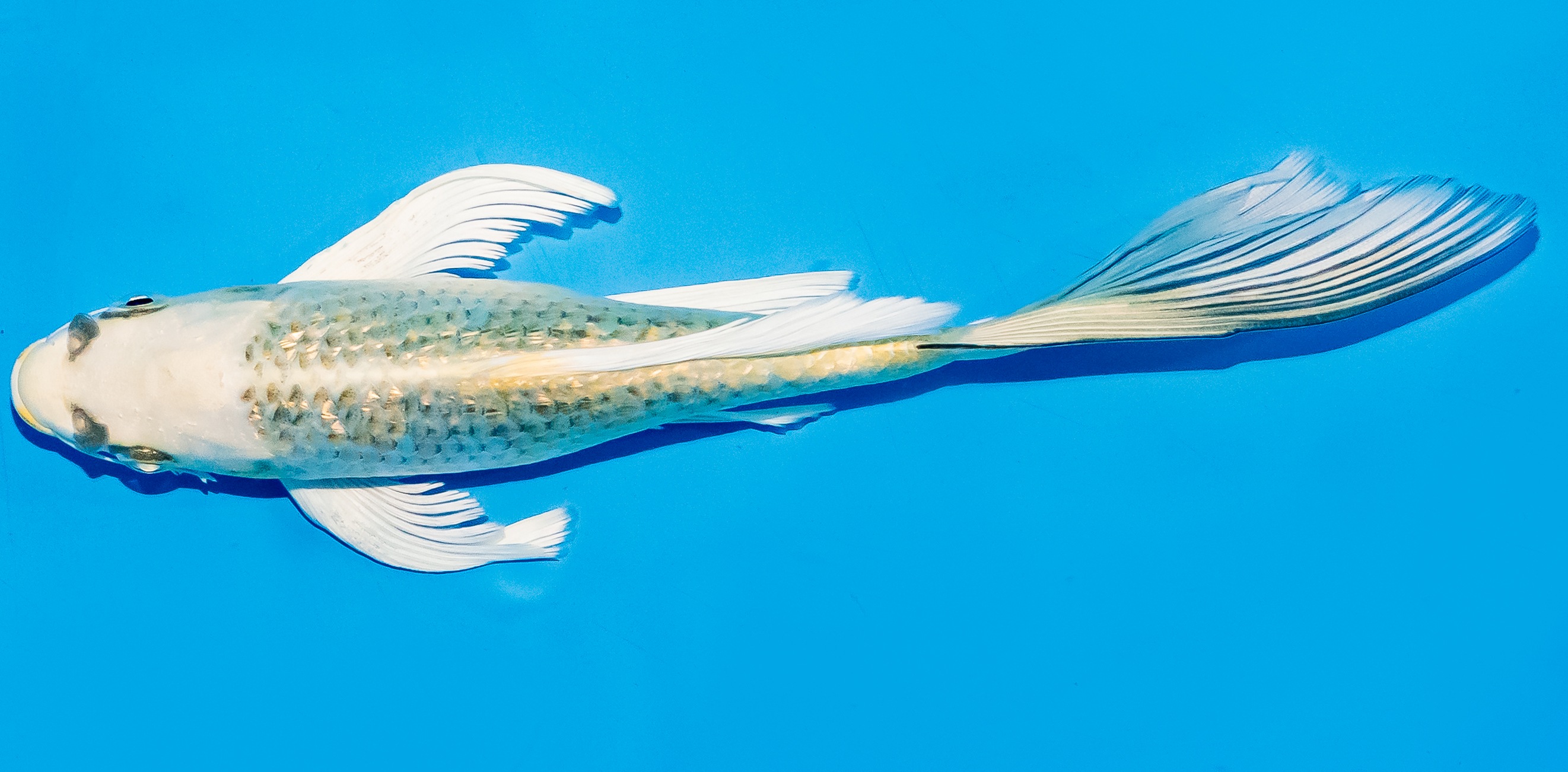 Butterfly Koi 20-25cm Nr. 8514