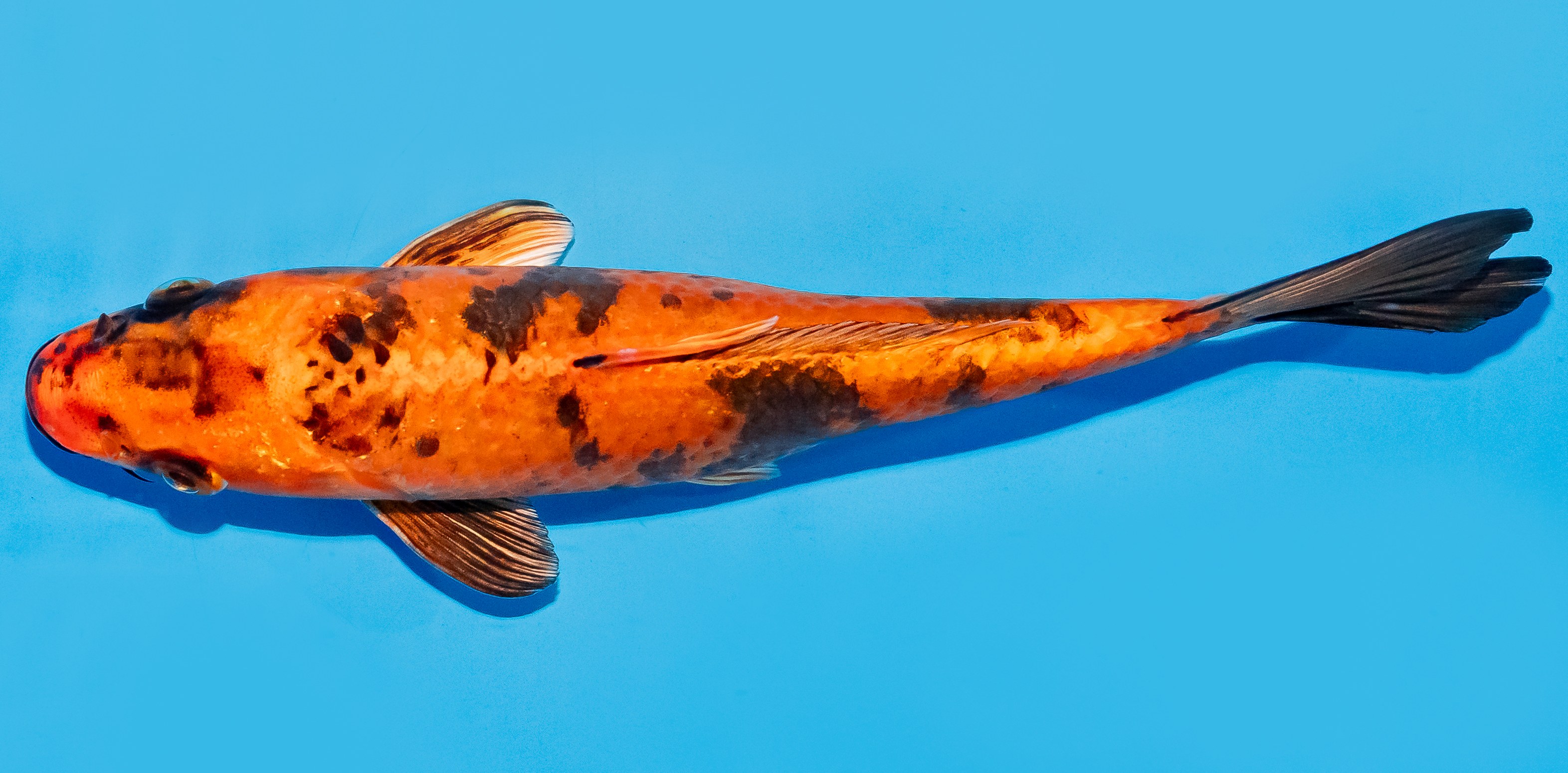 Koi 20-25cm Nr. 7594