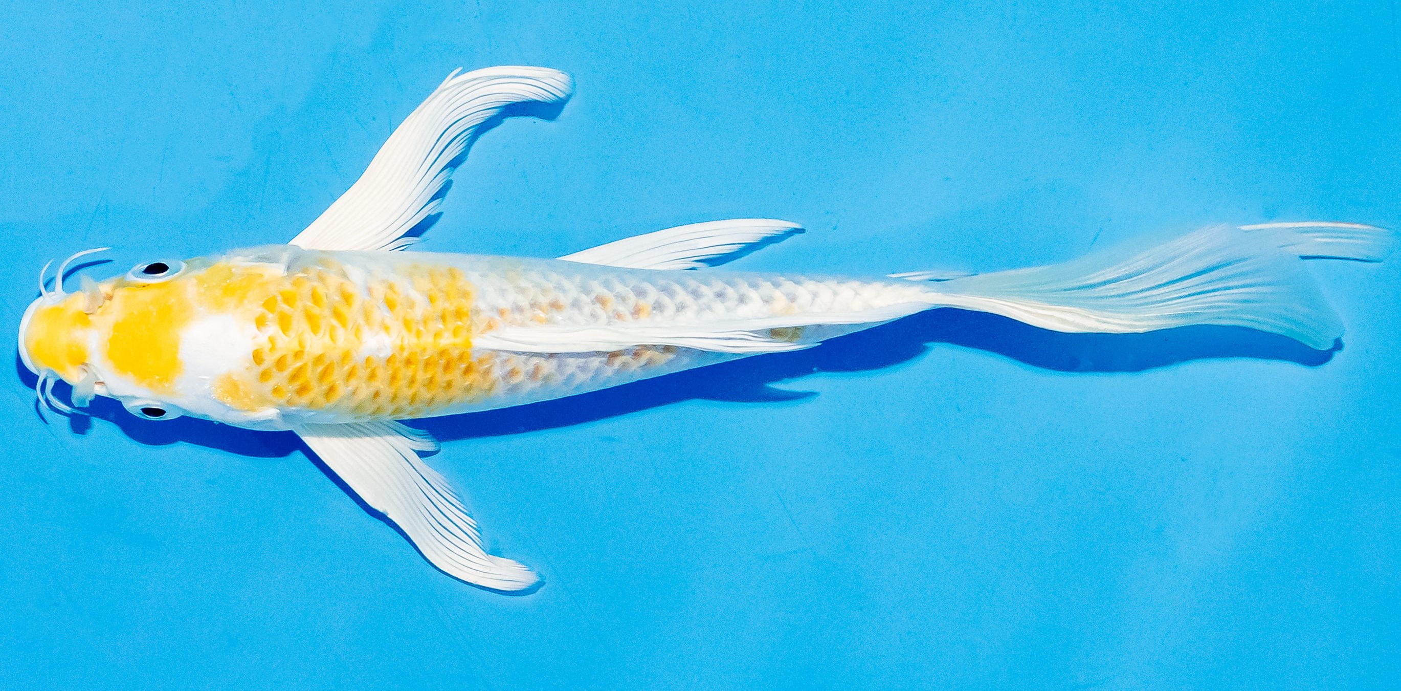 Butterfly Koi 17-20cm Nr. 5923