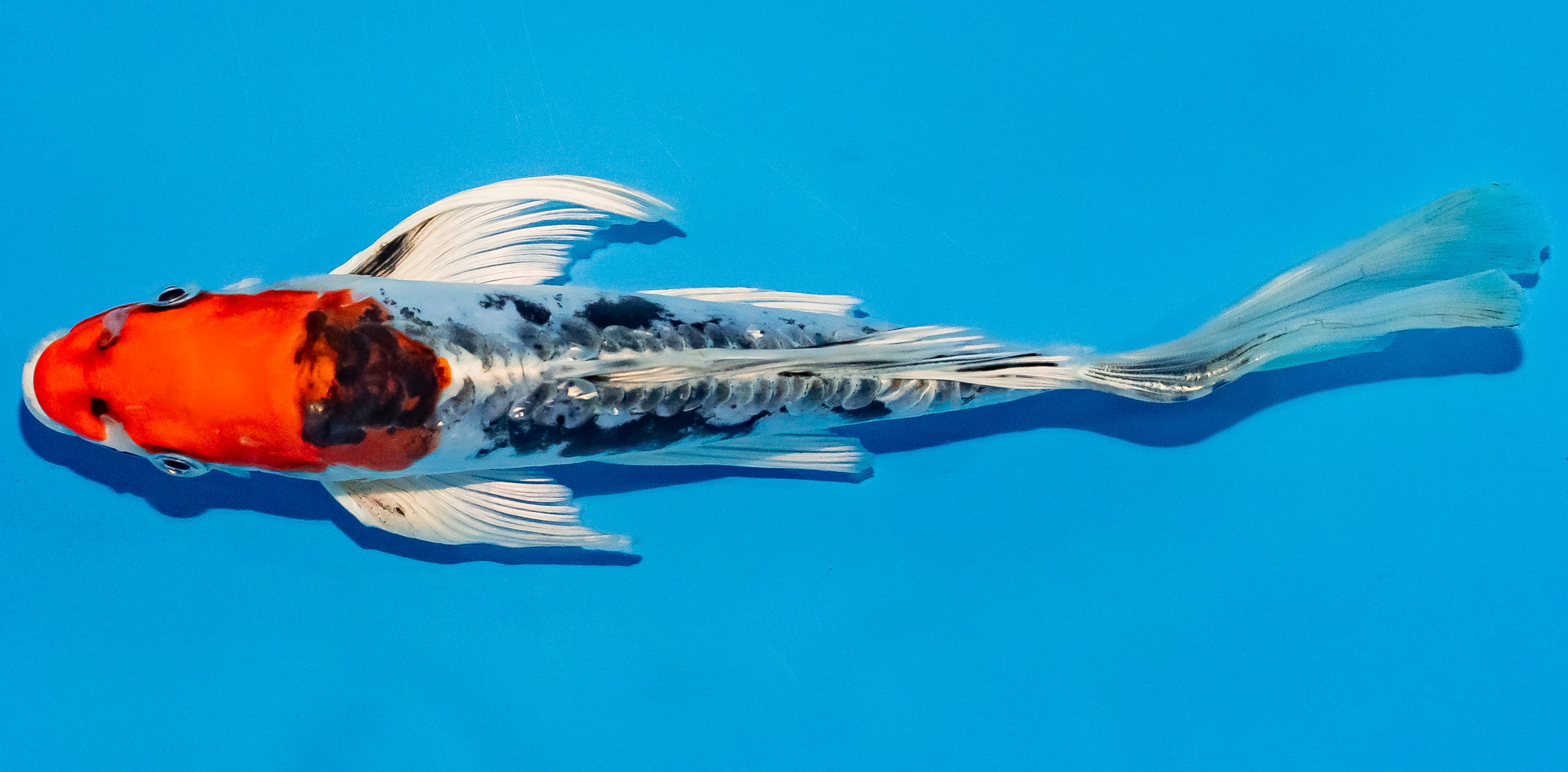 Butterfly Koi 20-25cm Nr. 3413