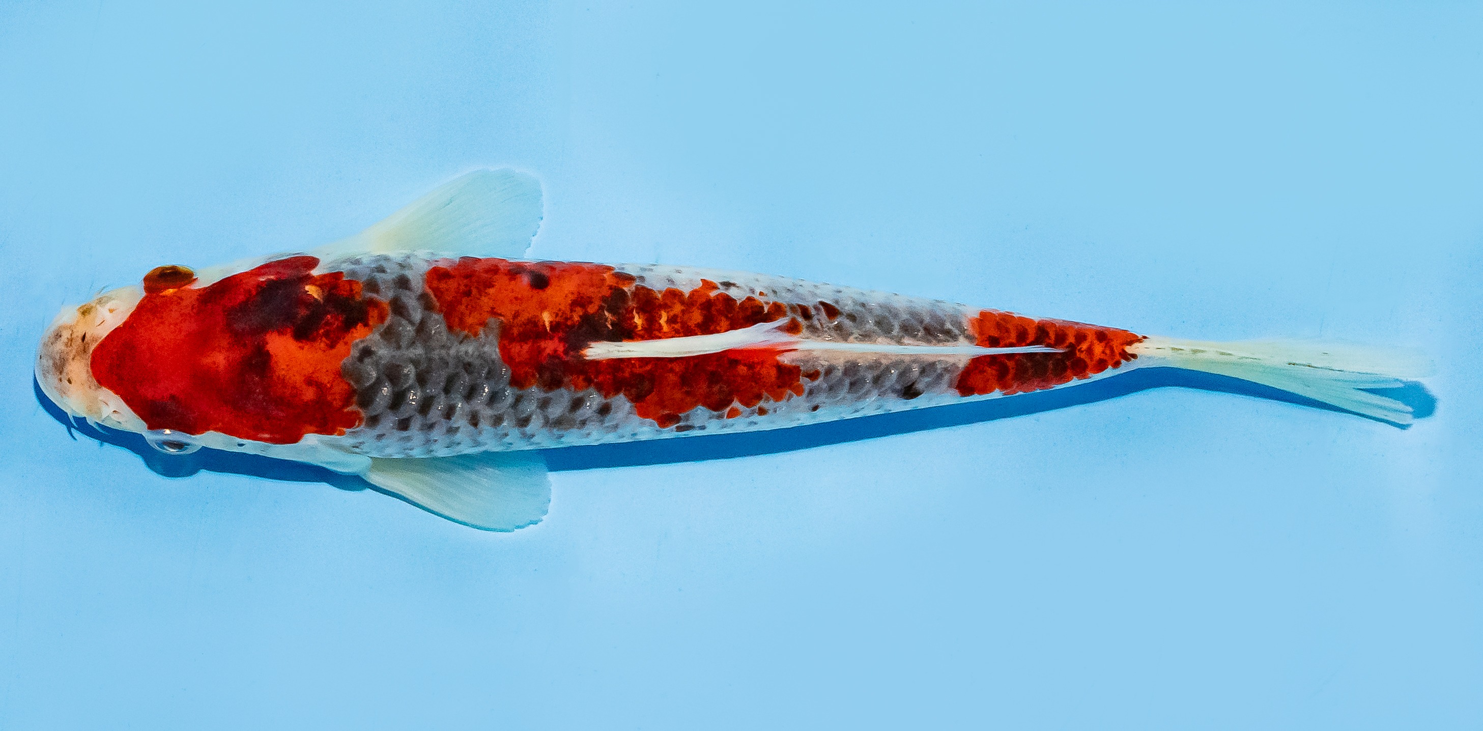 Koi 17-20cm Nr. 7237