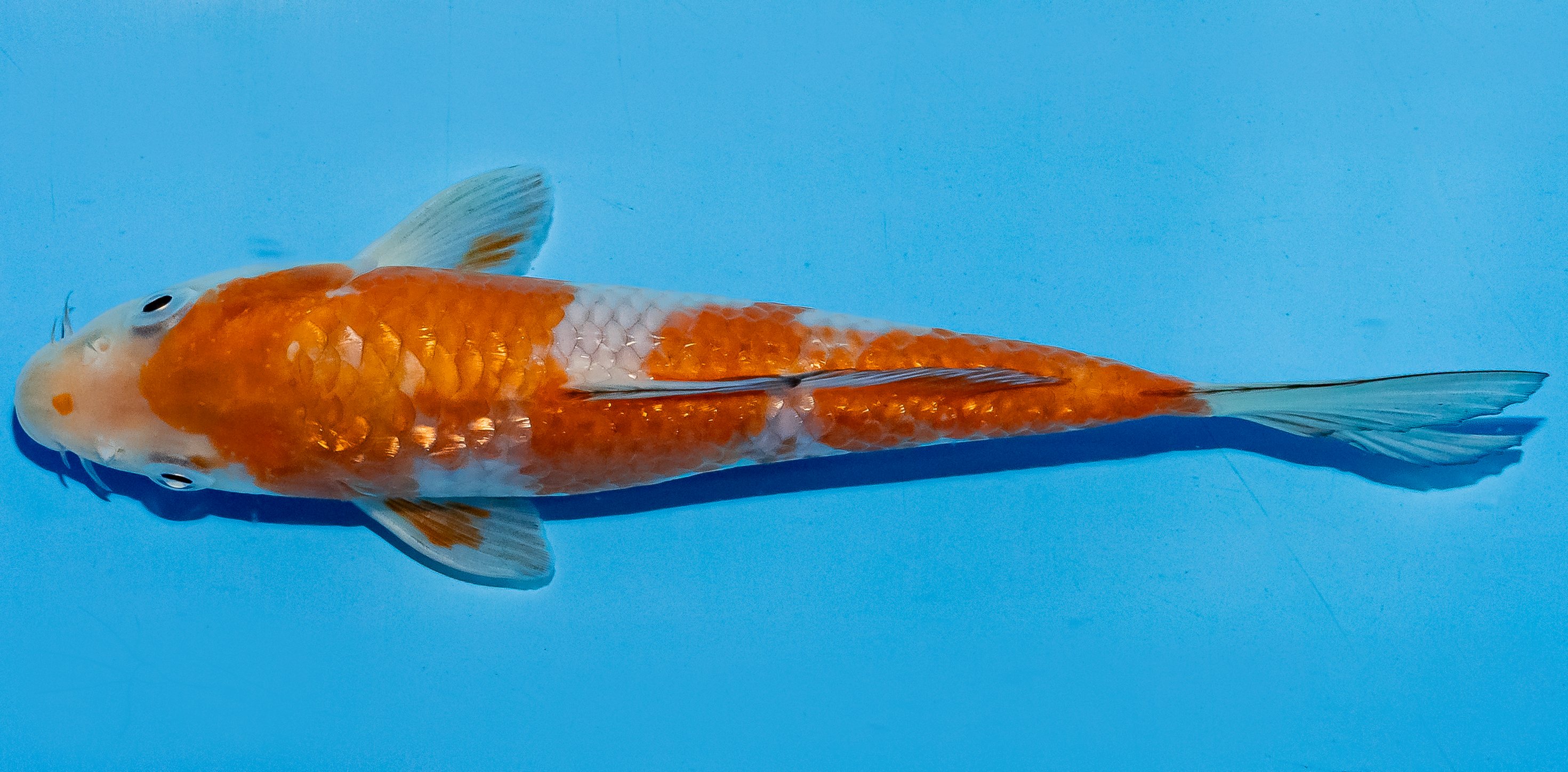 Koi 14-17cm Nr. 6180