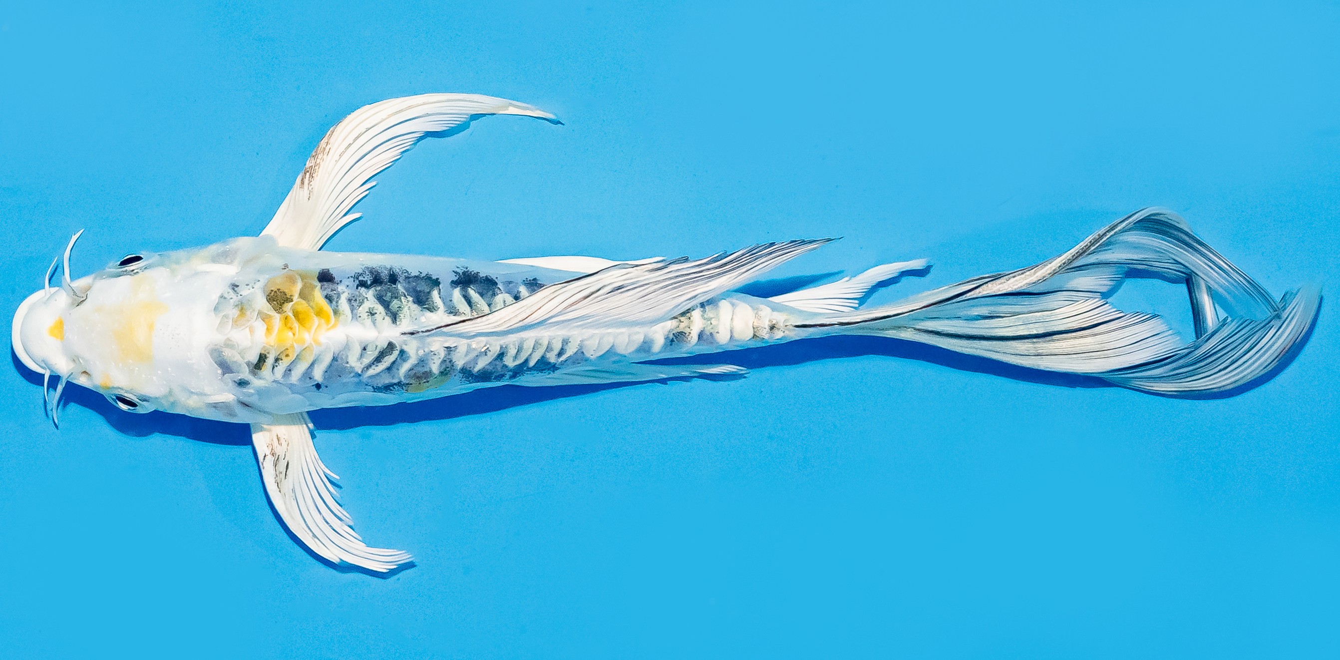 Butterfly Koi 17-20cm Nr. 6968