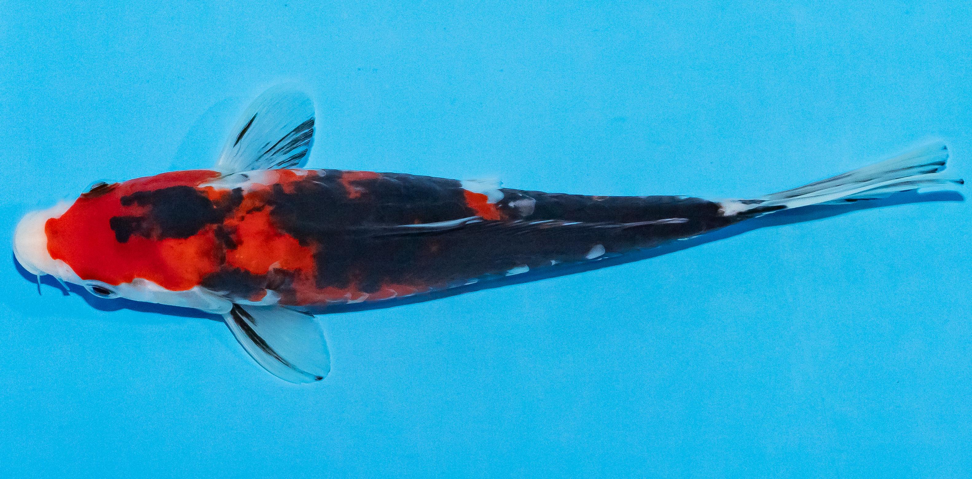 Koi 17-20cm Nr. 2020