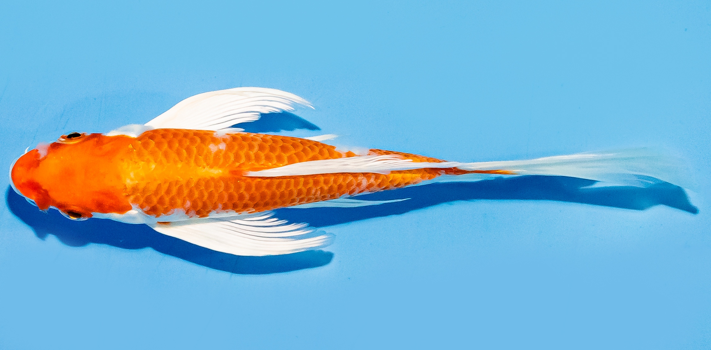 Butterfly Koi 14-17cm Nr. 7435