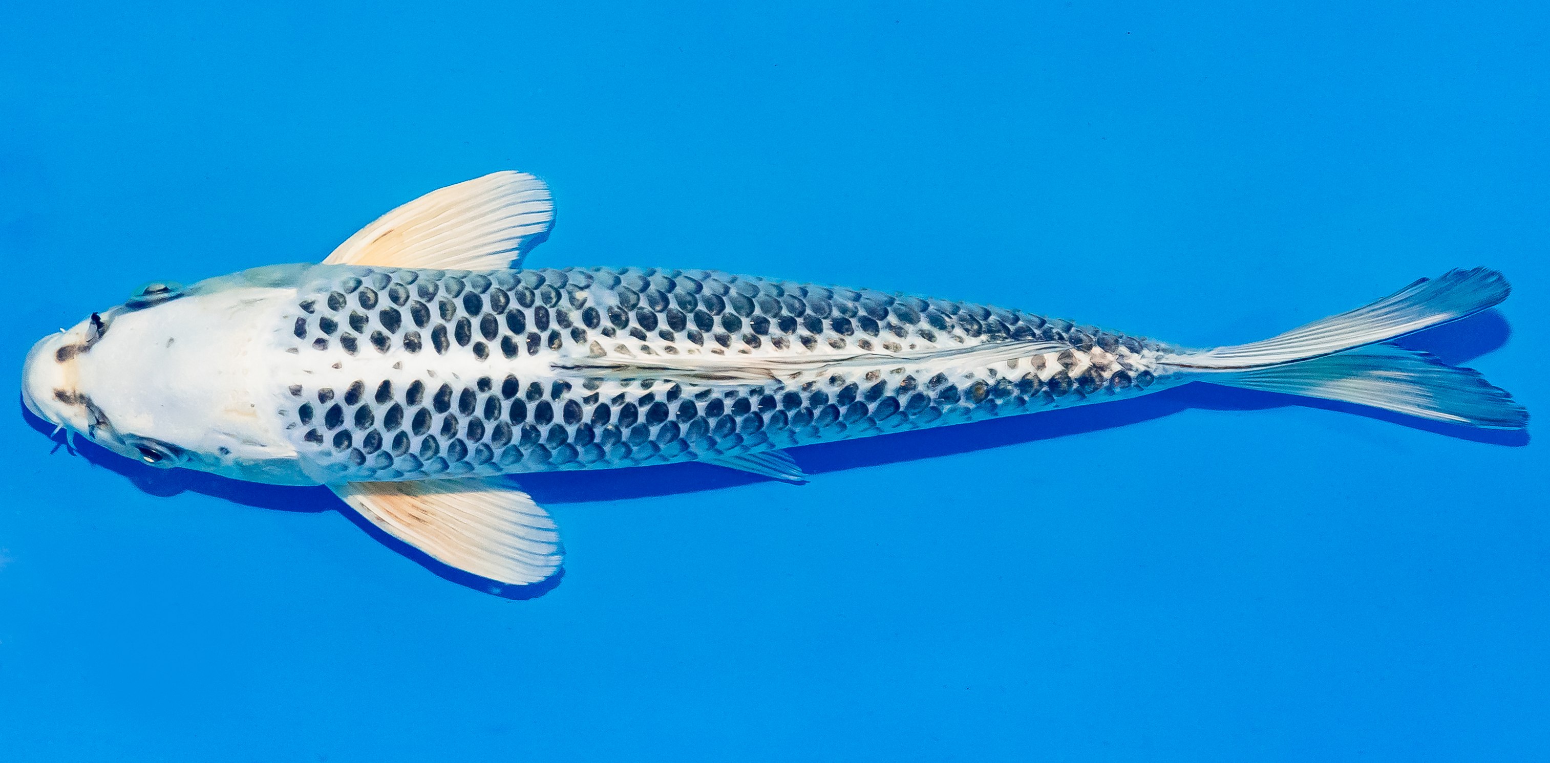 Koi 30-35cm Nr. 3708