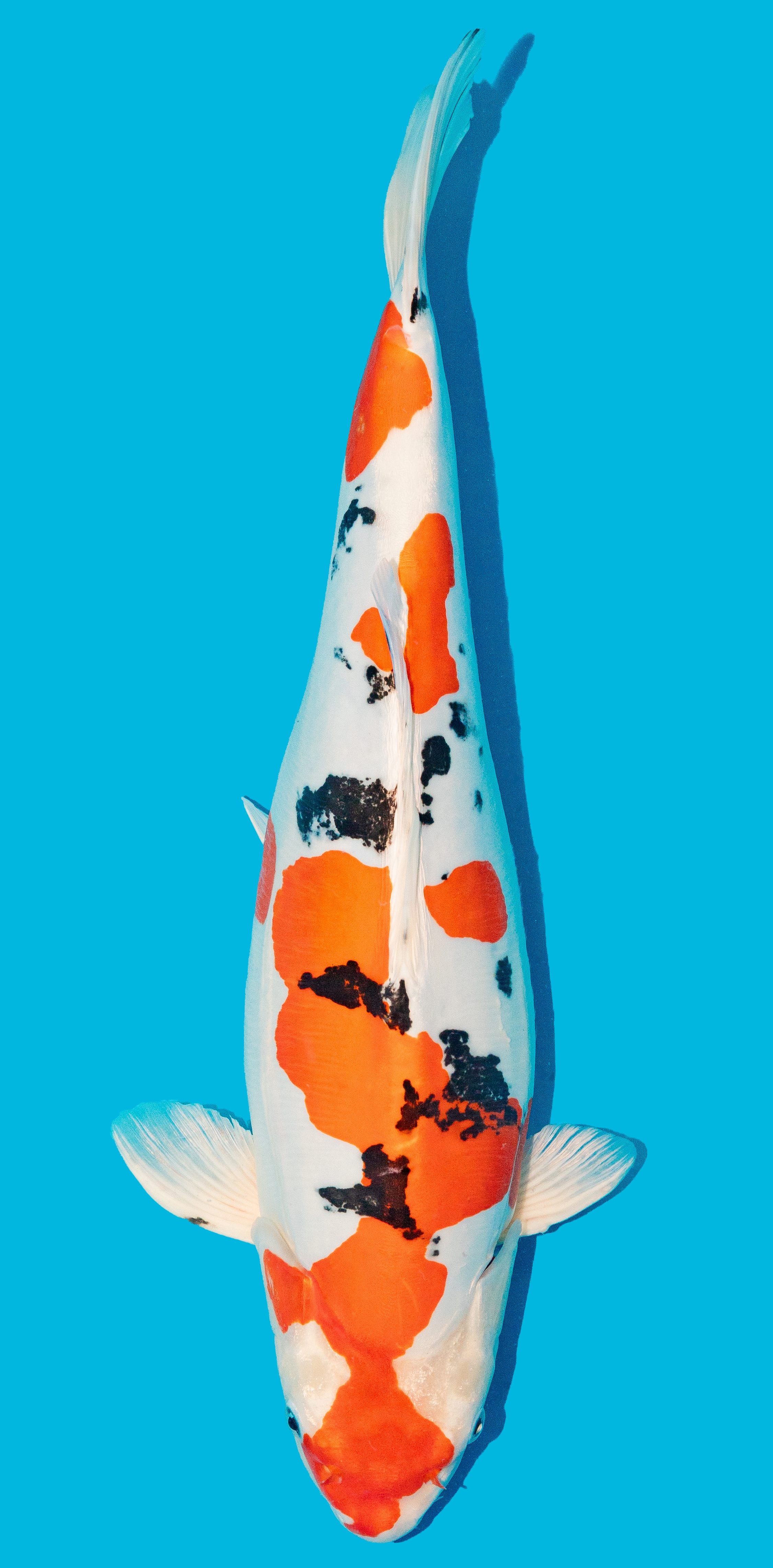 Doitsu Yamatonishki 52-56cm Nr. 4816