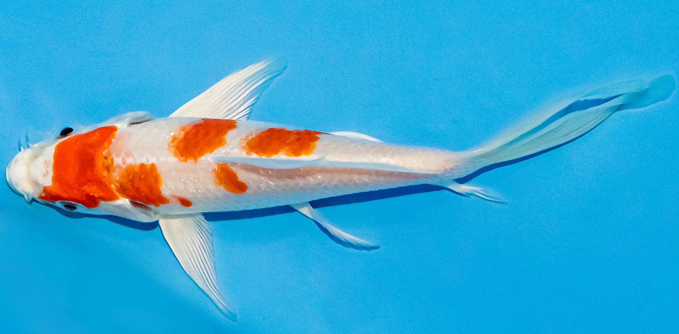 Butterfly Koi 14-17cm Nr. 2547