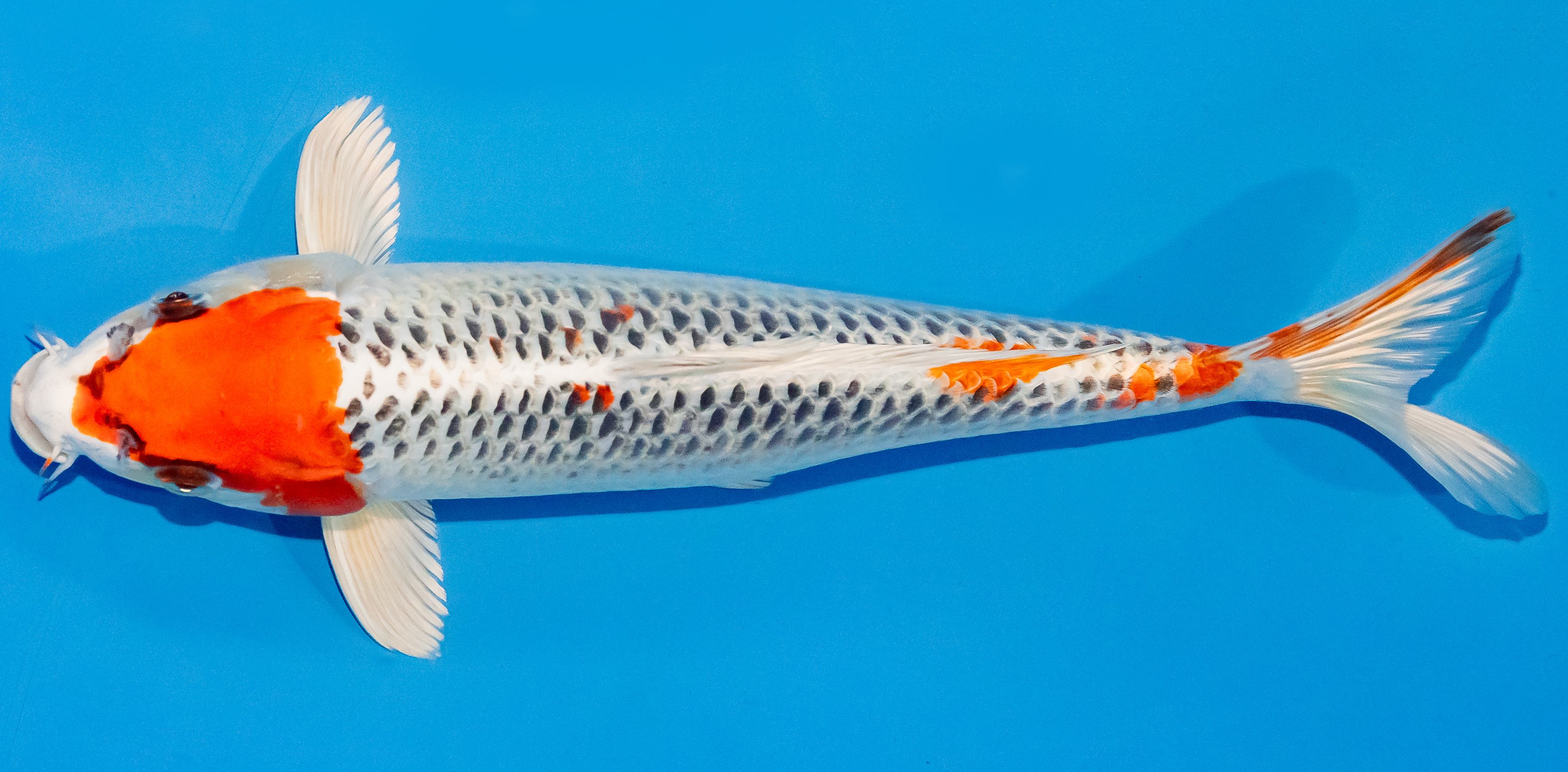 Koi 30-35cm Nr. 1306