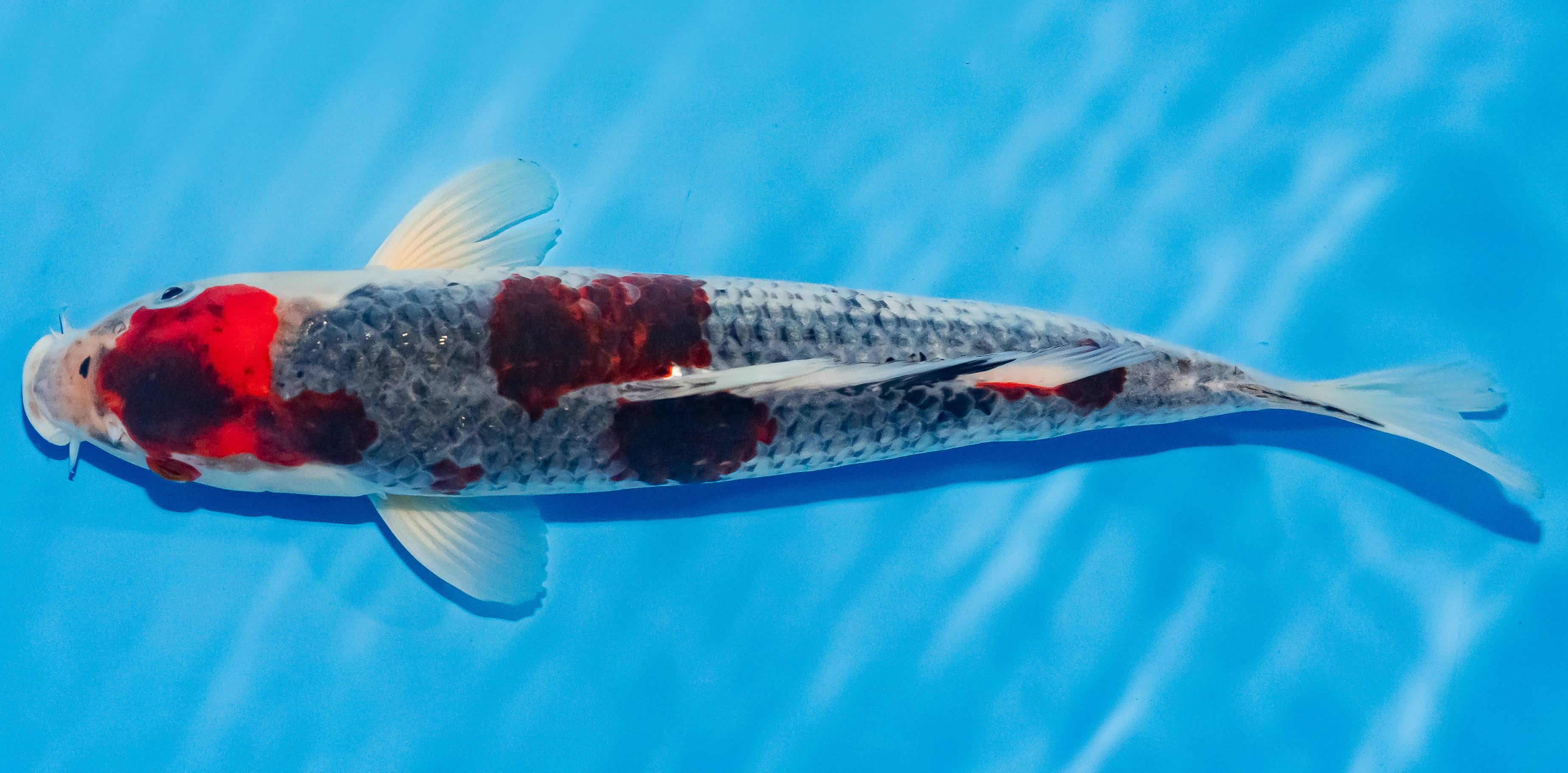 Koi 30-35cm Nr. 1328