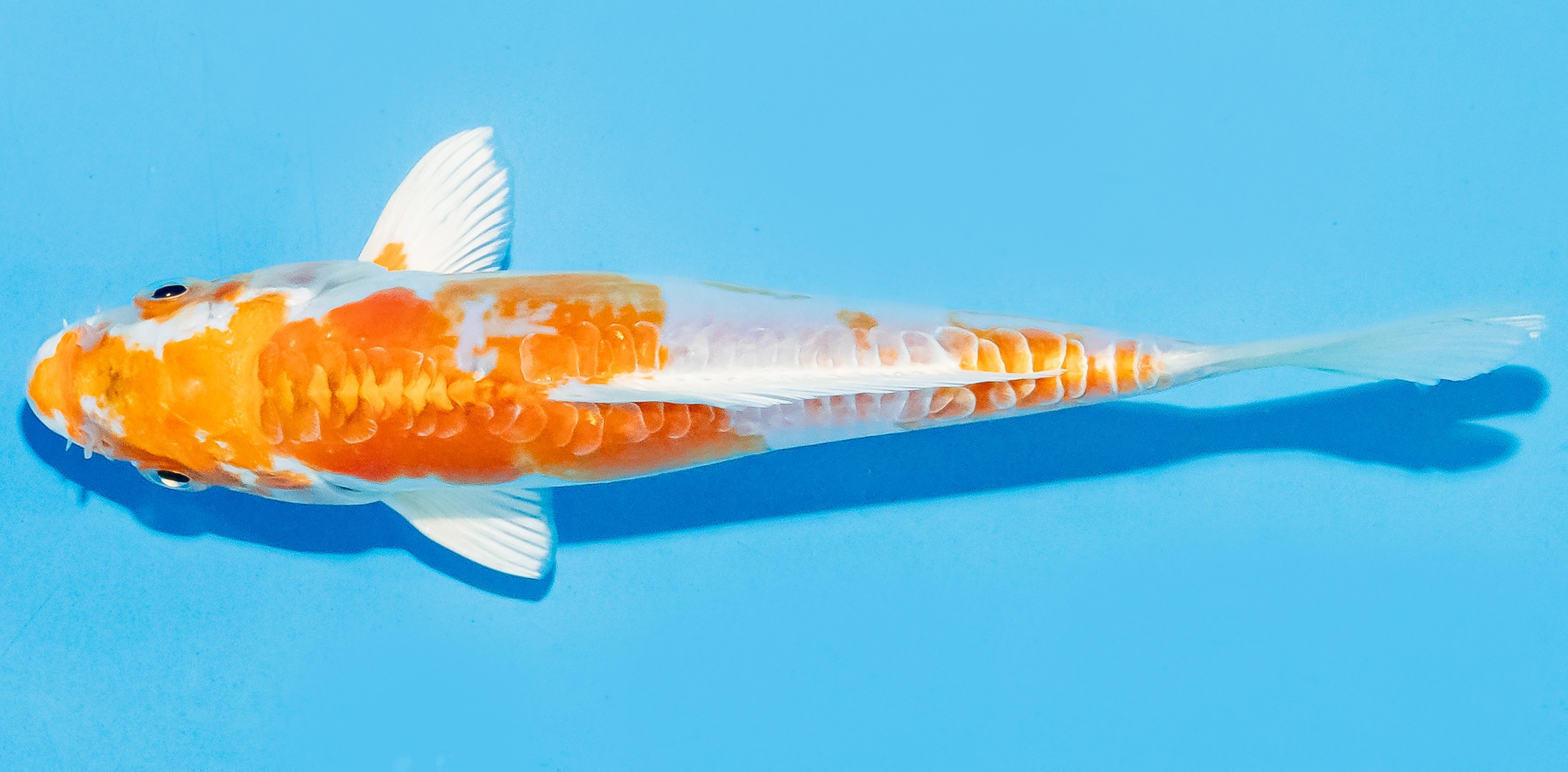 Koi 14-17cm Nr. 8066