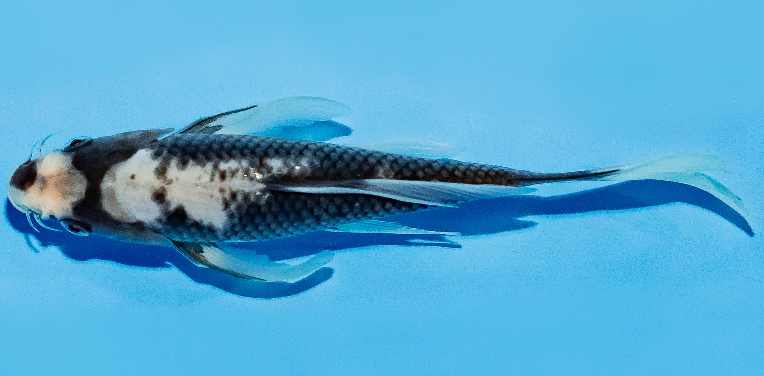 Butterfly Koi 20-25cm Nr. 5402