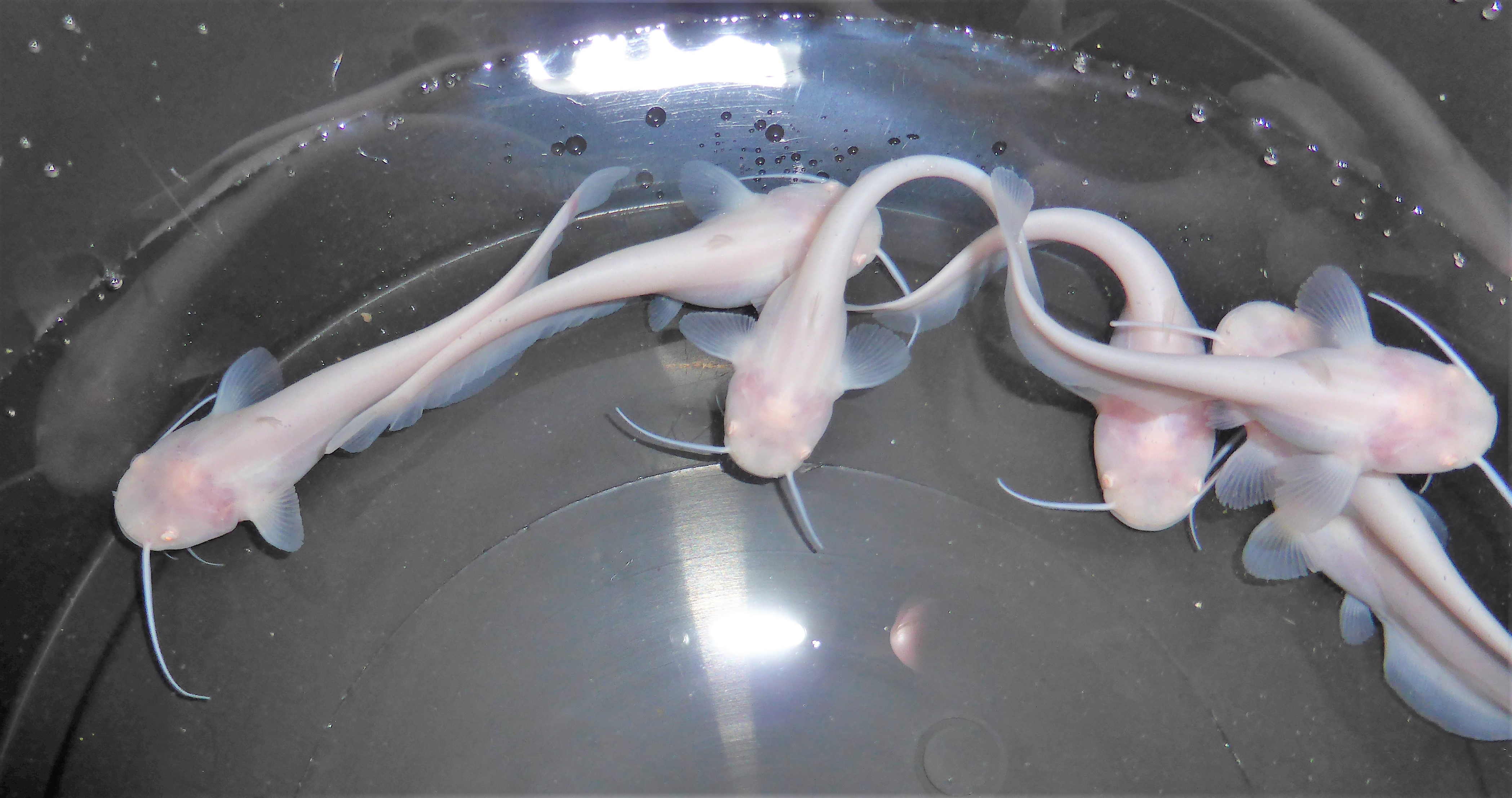 Albino Wels, Albino Waller