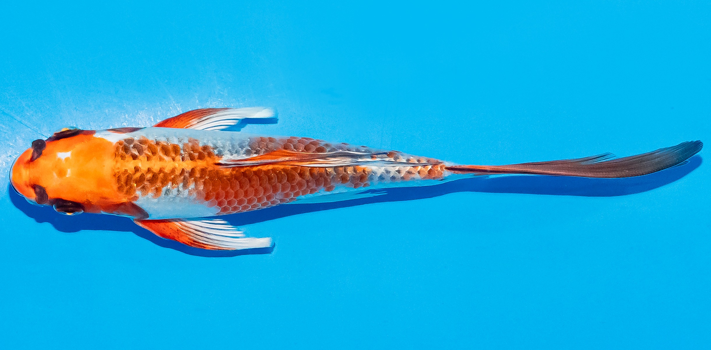 Butterfly Koi 20-25cm Nr. 5471