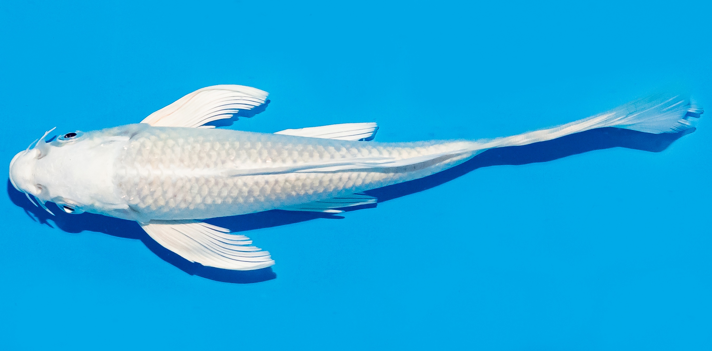 Butterfly Koi 20-25cm Nr. 8521