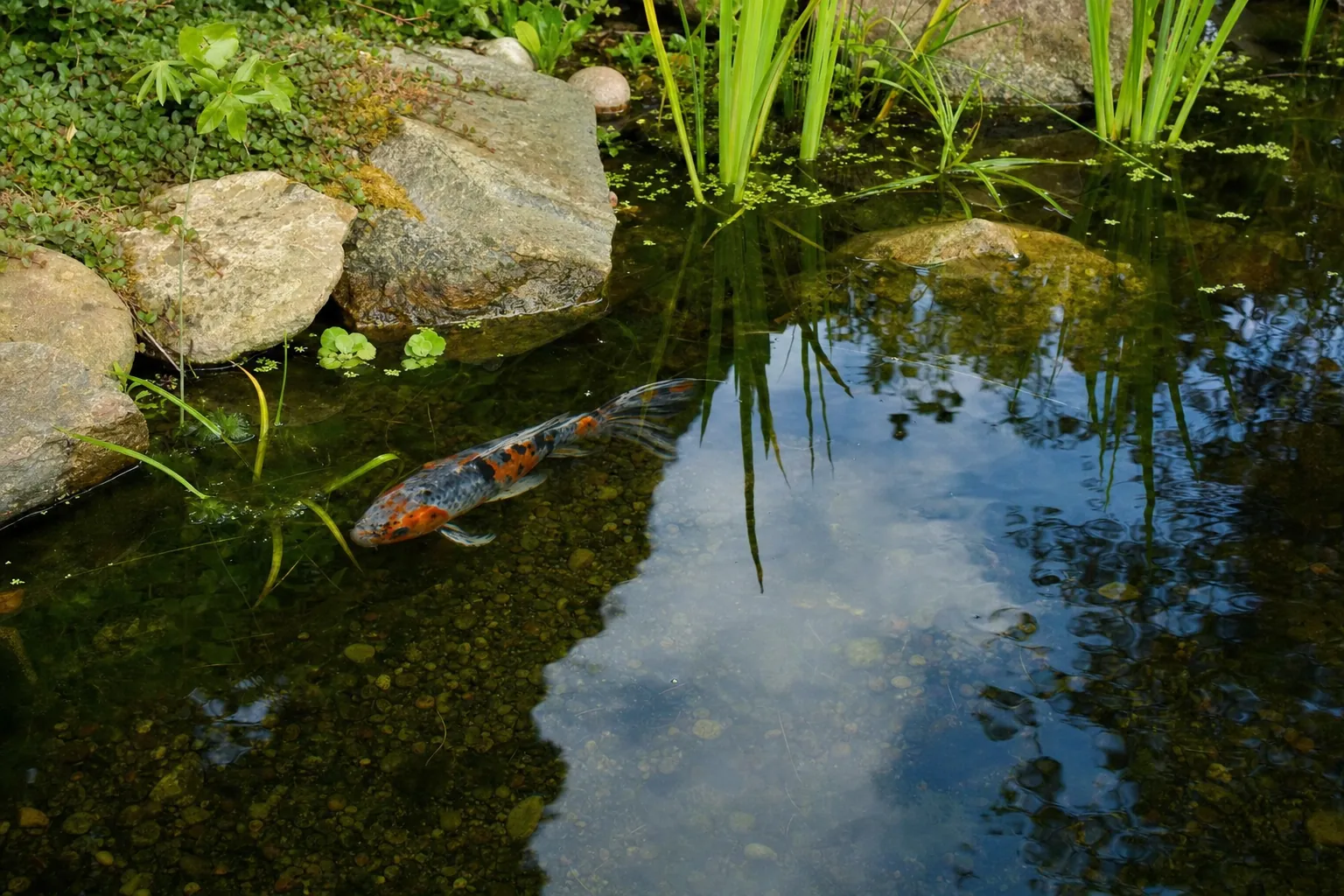 Shubunkin mit bunter Calicofärbung aus Blau, Rot, Weiß und Schwarz in einem Gartenteich (computergeneriertes Symbolbild)