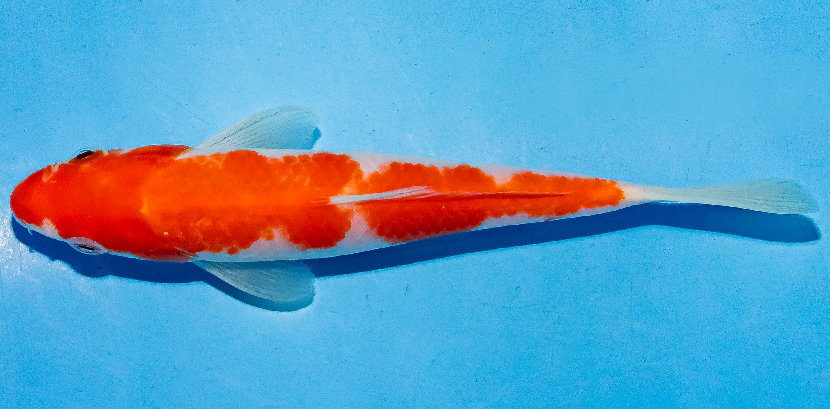 Koi 14-17cm Nr. 6117