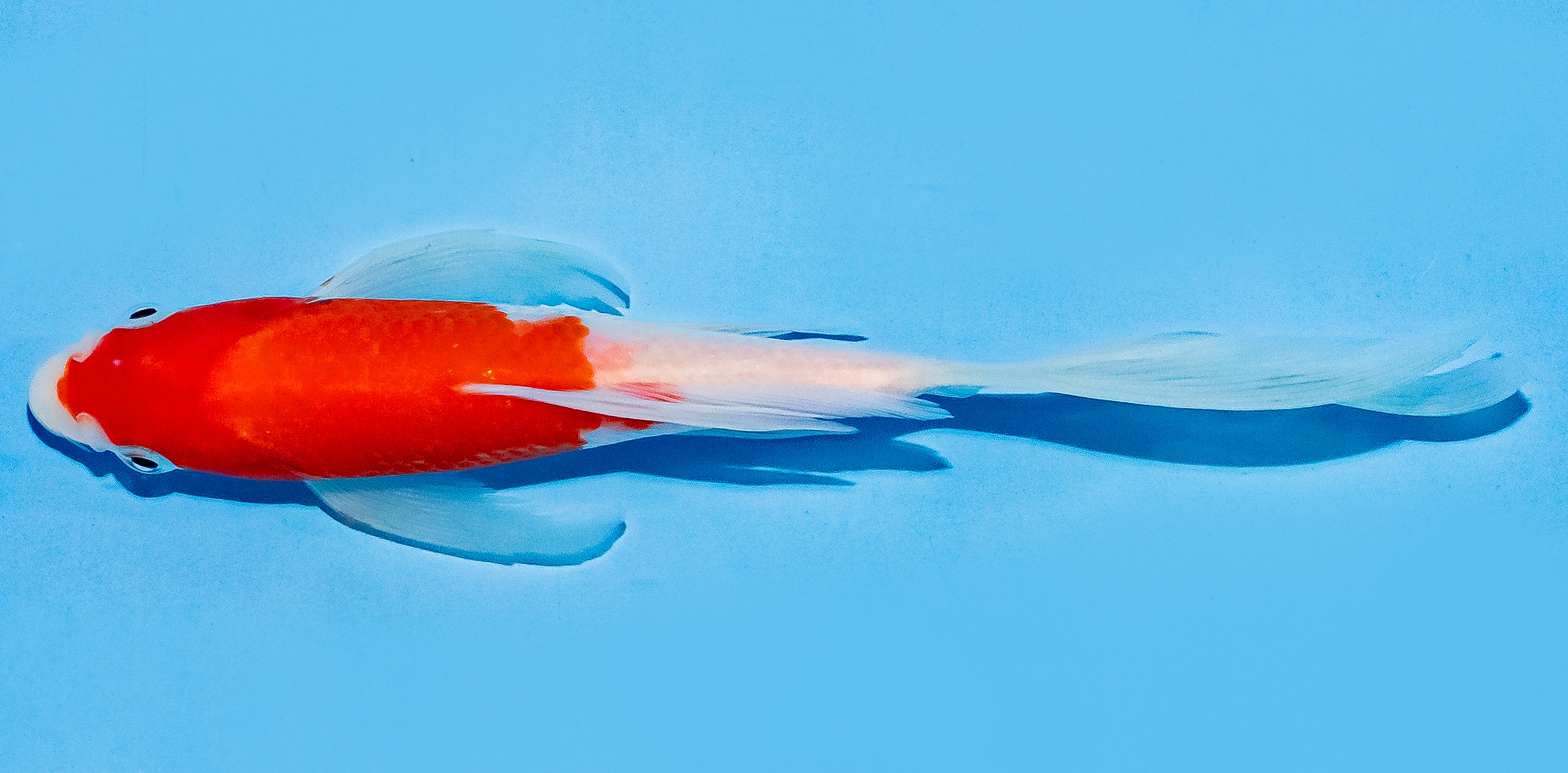 Butterfly Koi 14-17cm Nr. 7448