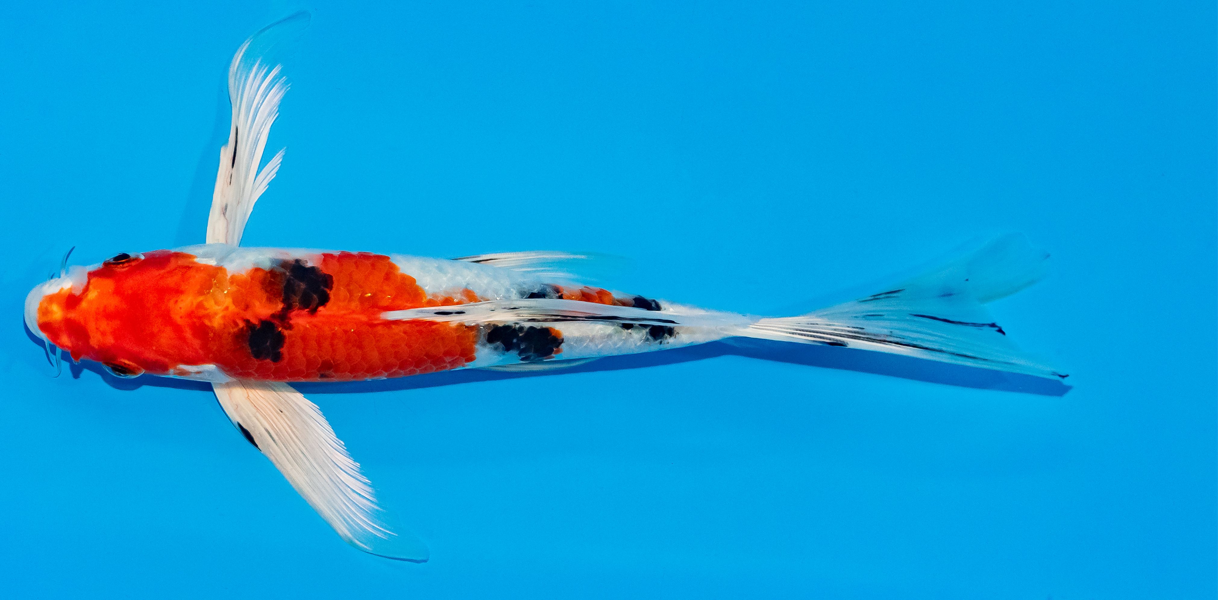 Butterfly Koi 25-30cm Nr. 2339