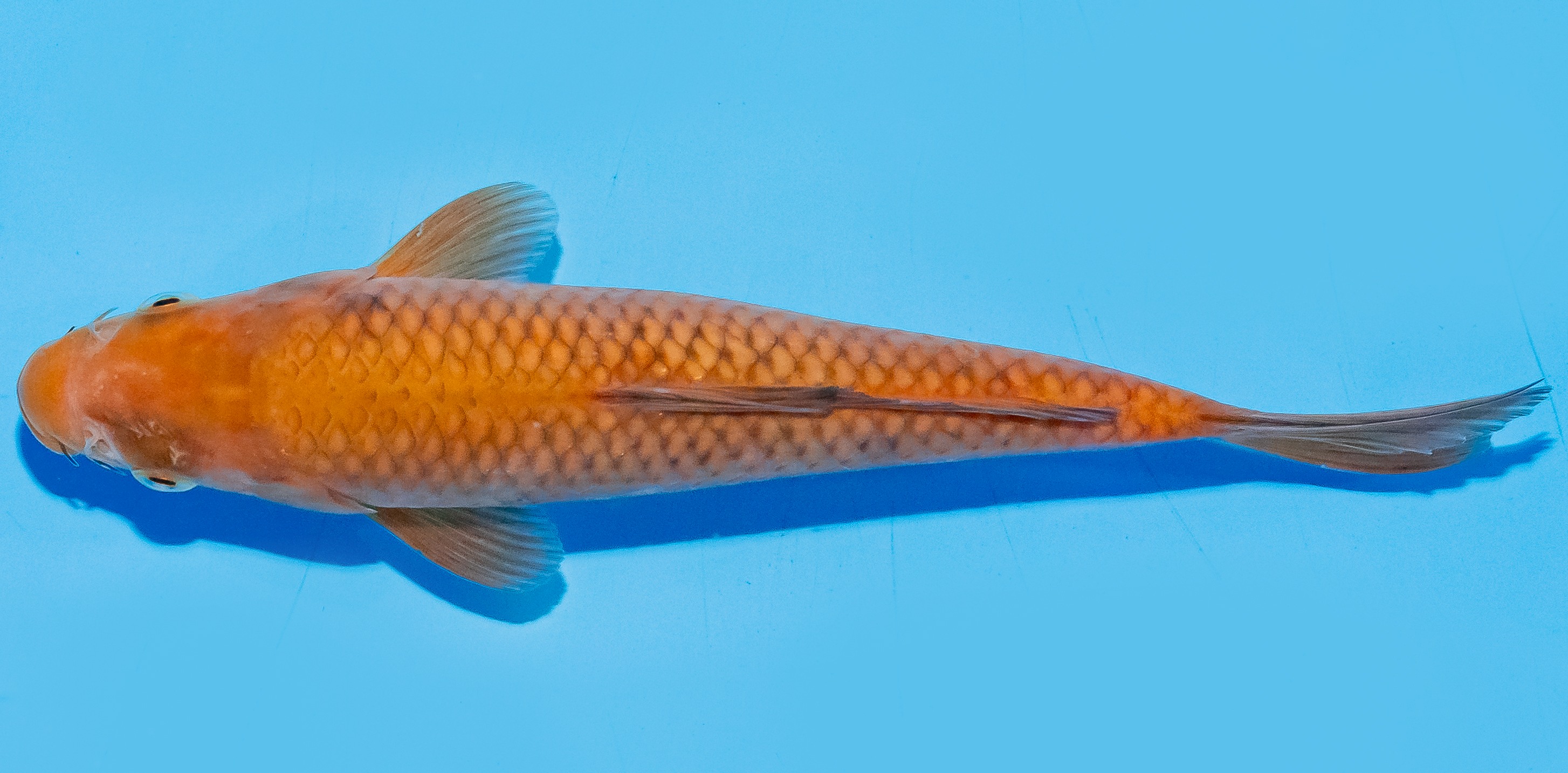 Koi 17-20cm Nr. 6598