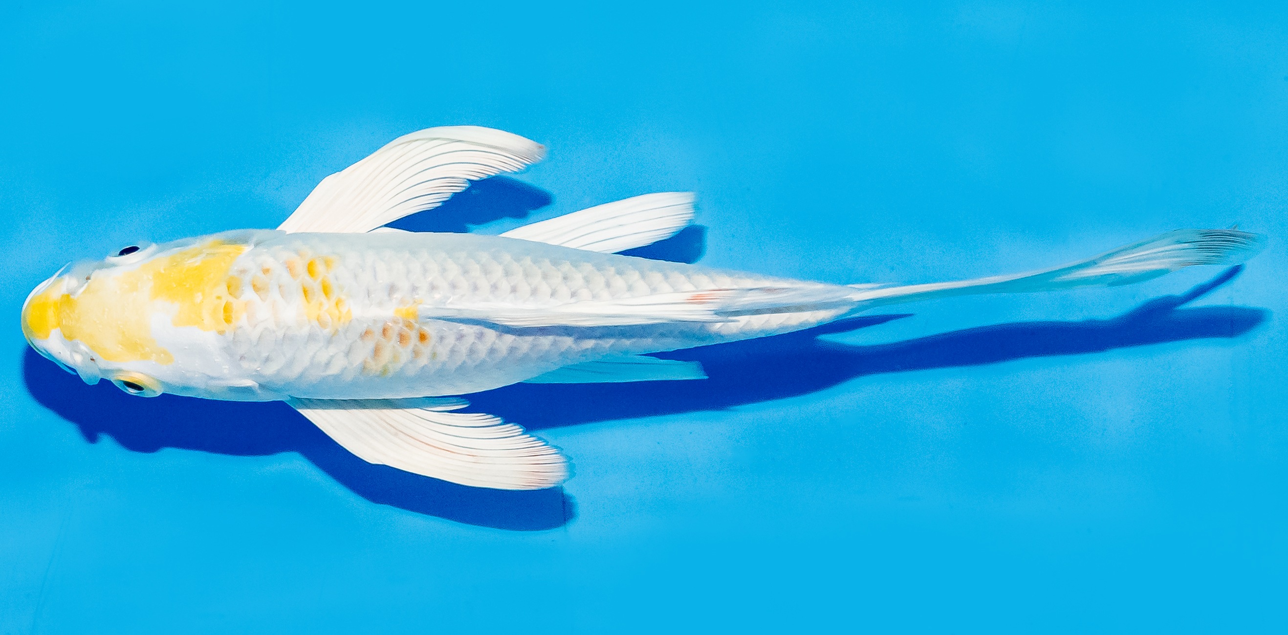 Butterfly Koi 17-20cm Nr. 6914
