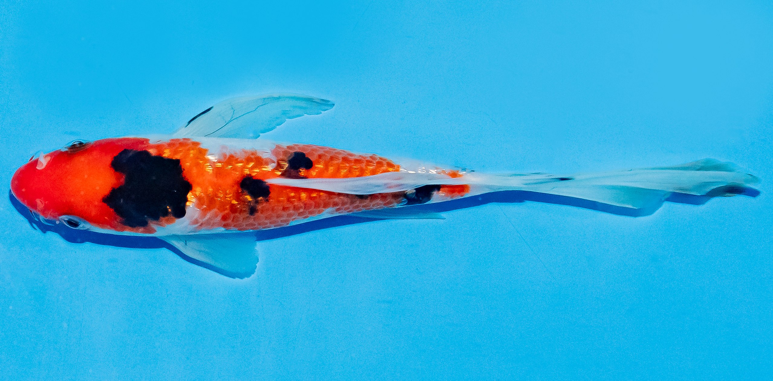 Butterfly Koi 20-25cm Nr. 8557