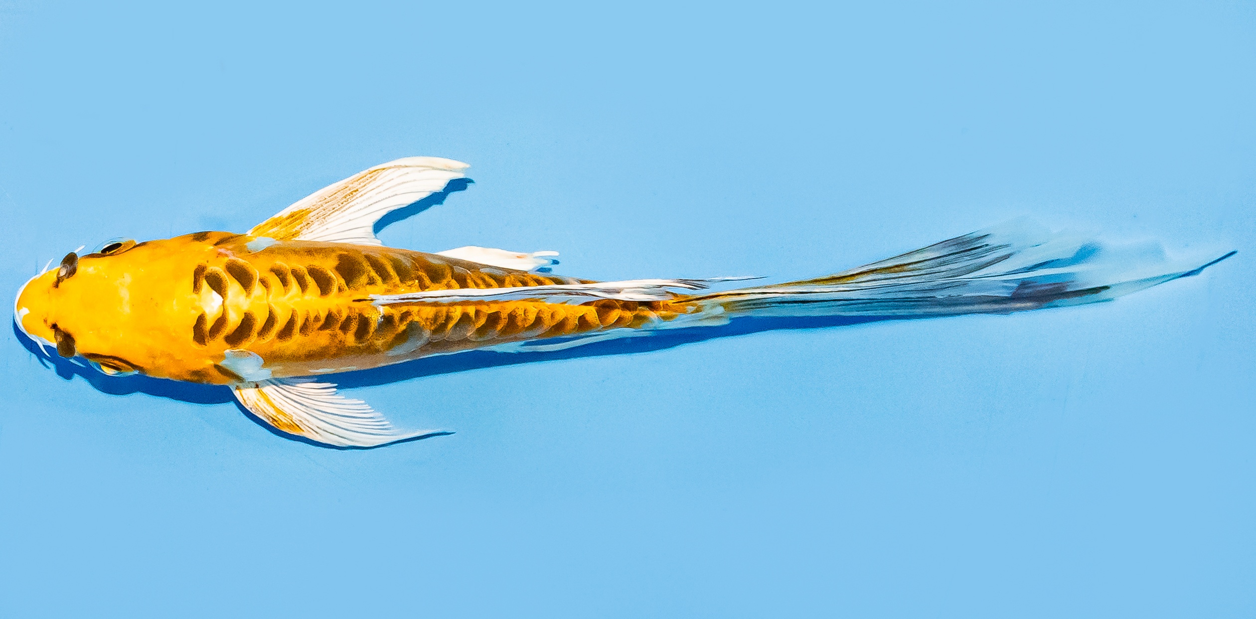 Butterfly Koi 14-17cm Nr. 8236