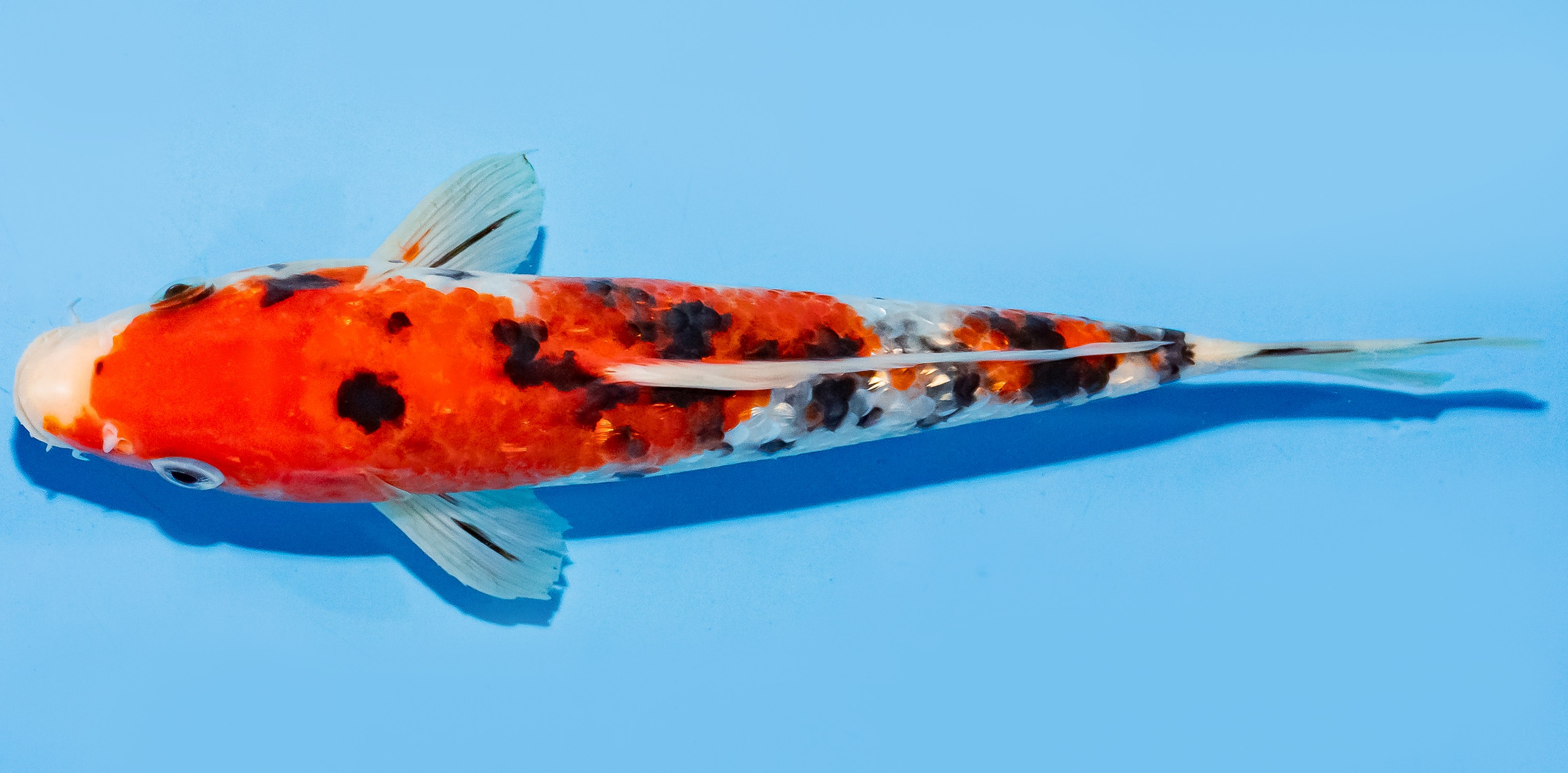 Koi 20-25cm Nr. 6646