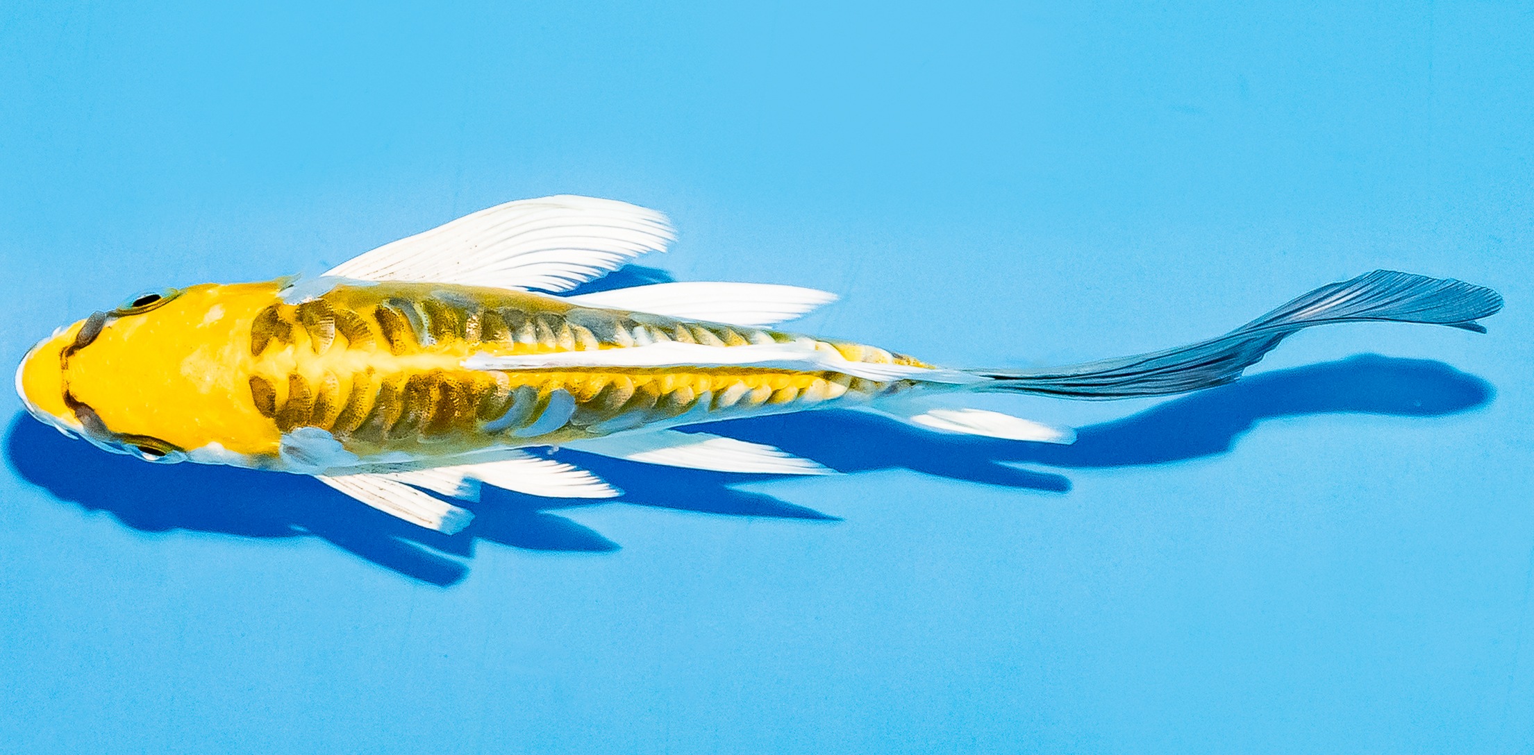 Butterfly Koi 14-17cm Nr. 8238