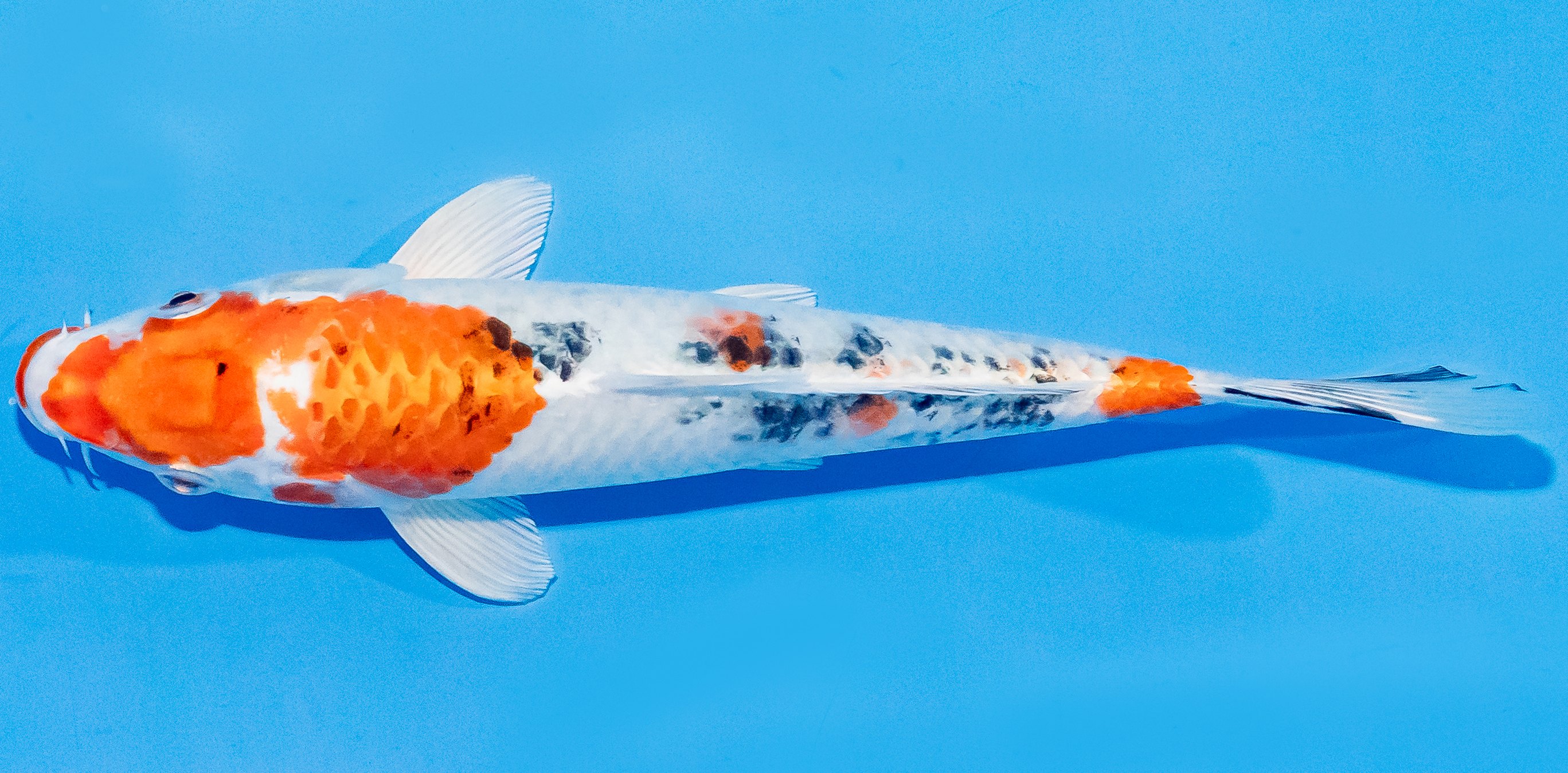 Koi 20-25cm Nr. 1817