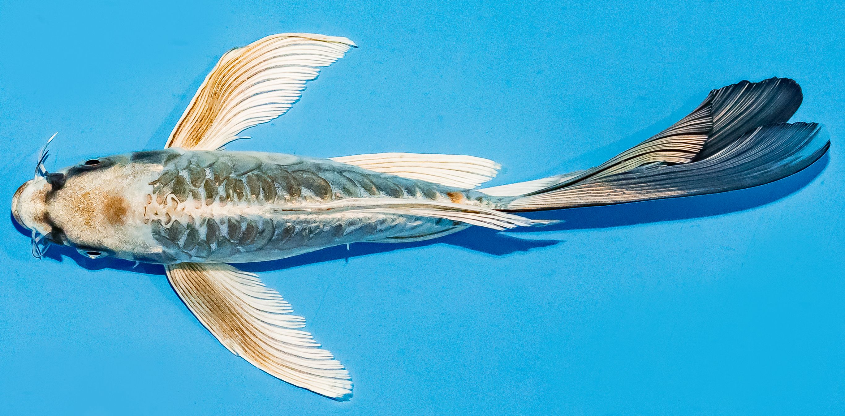 Butterfly Koi 20-25cm Nr. 8532