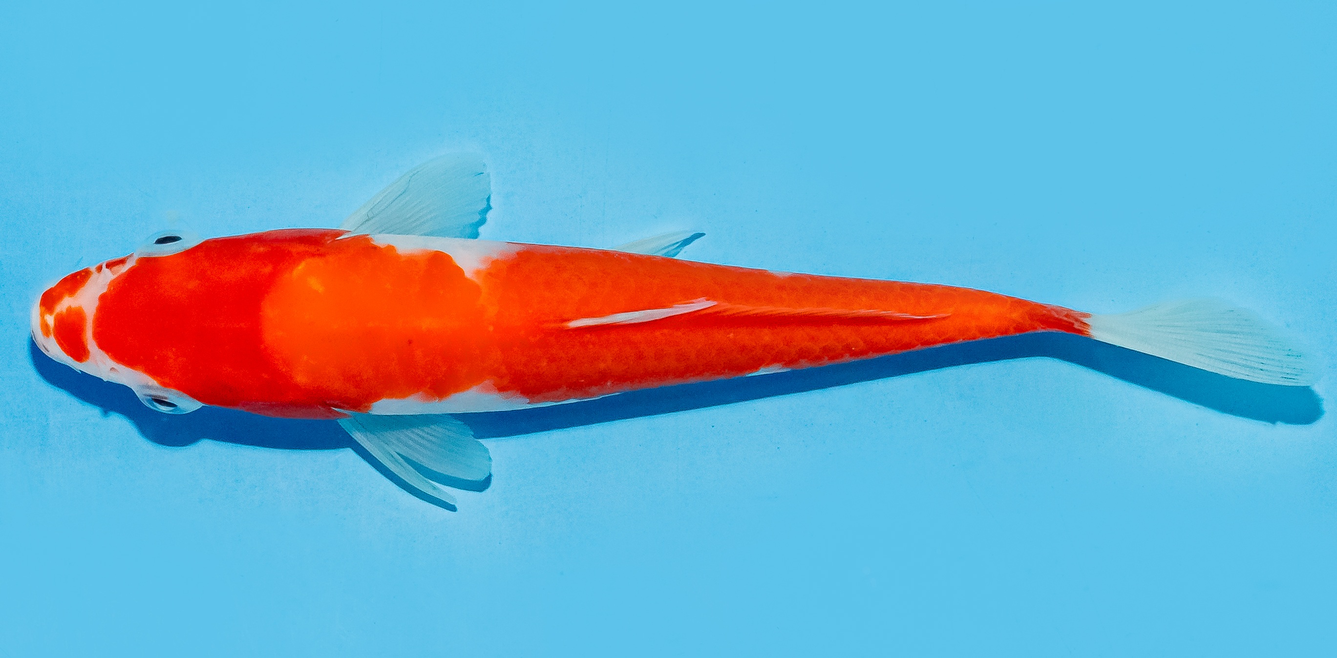 Koi 17-20cm Nr. 8713