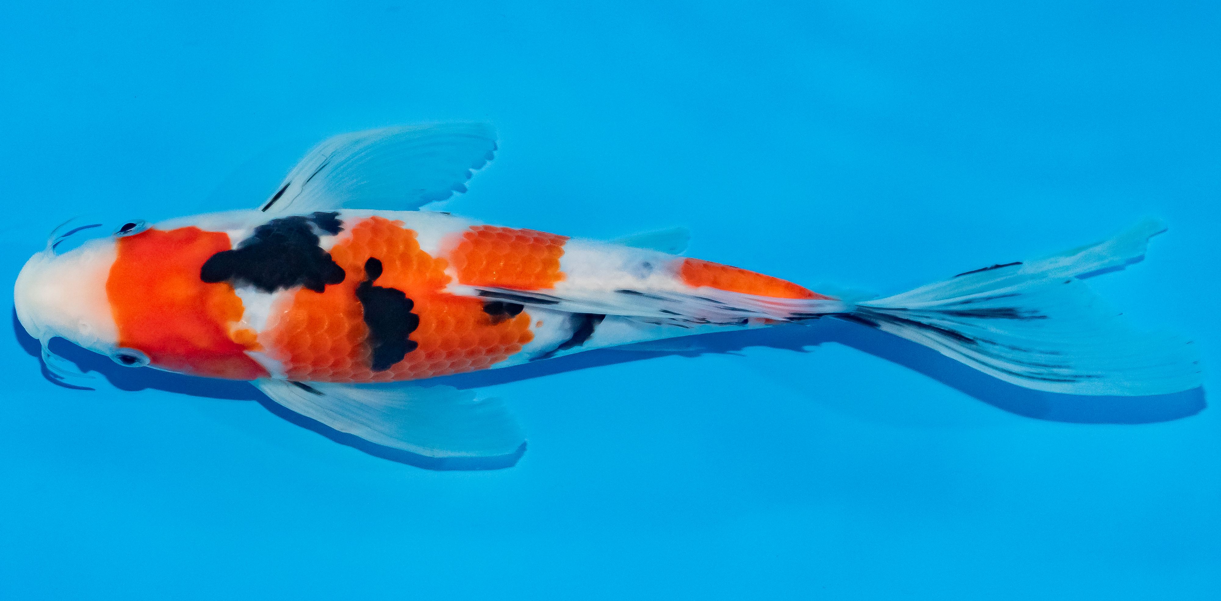 Butterfly Koi 25-30cm Nr. 2361