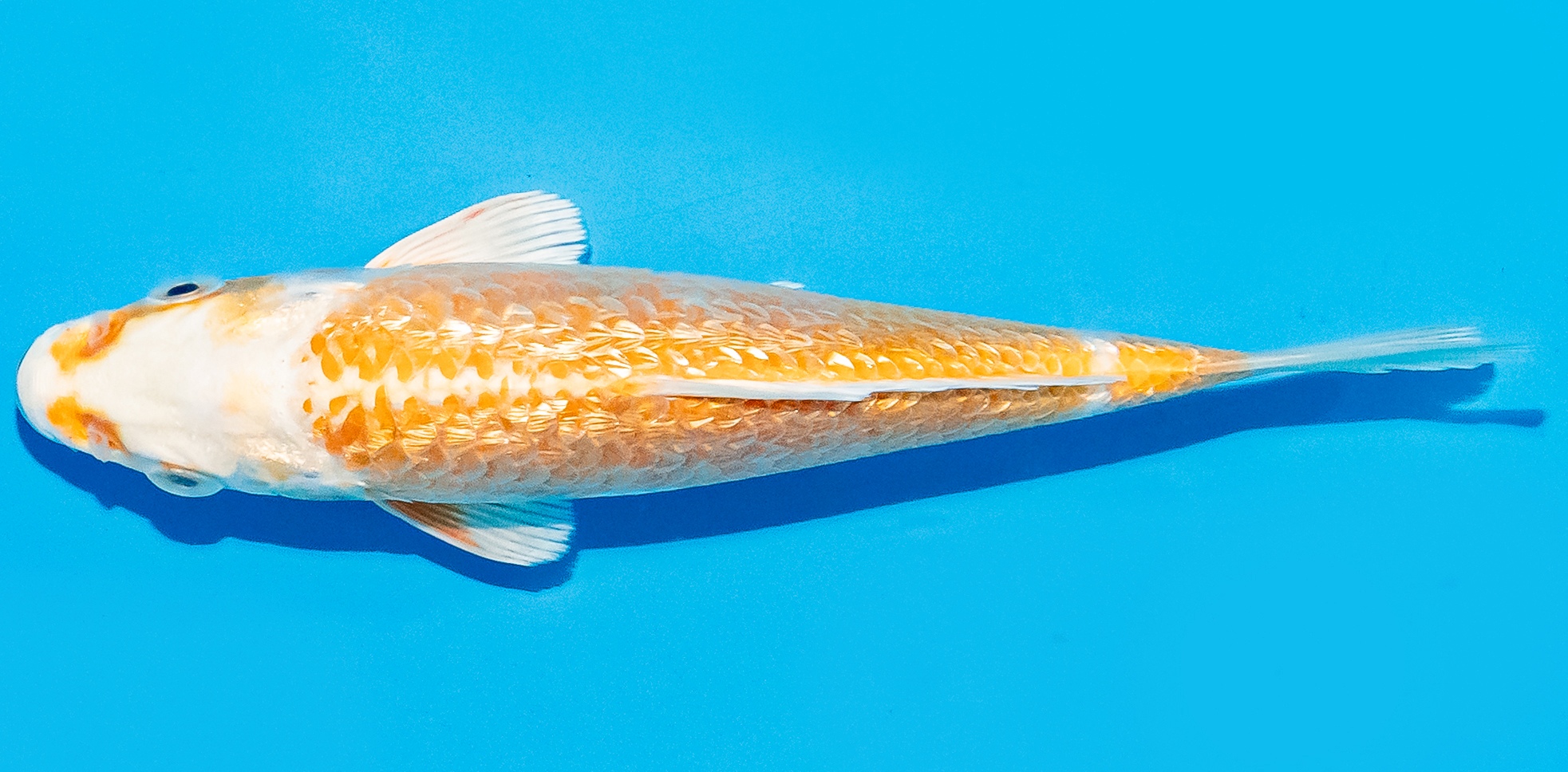 Koi 14-17cm Nr. 8014
